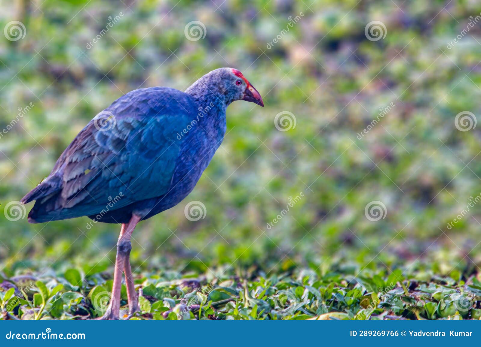 A Purple Swamphen stock photo. Image of fishing, water 289269766