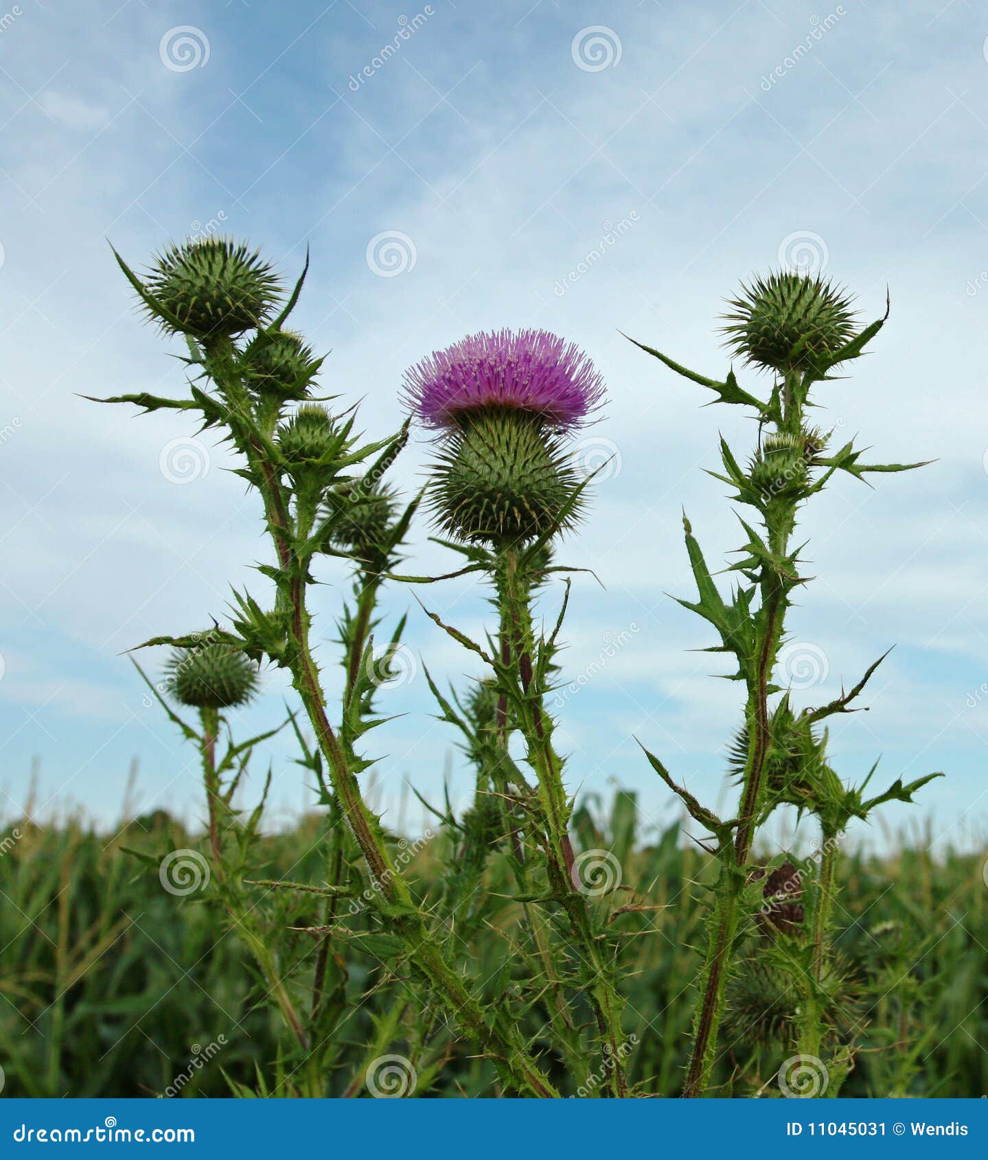 Purple Thistle stock image. Image of spring, flower, weed 11045031