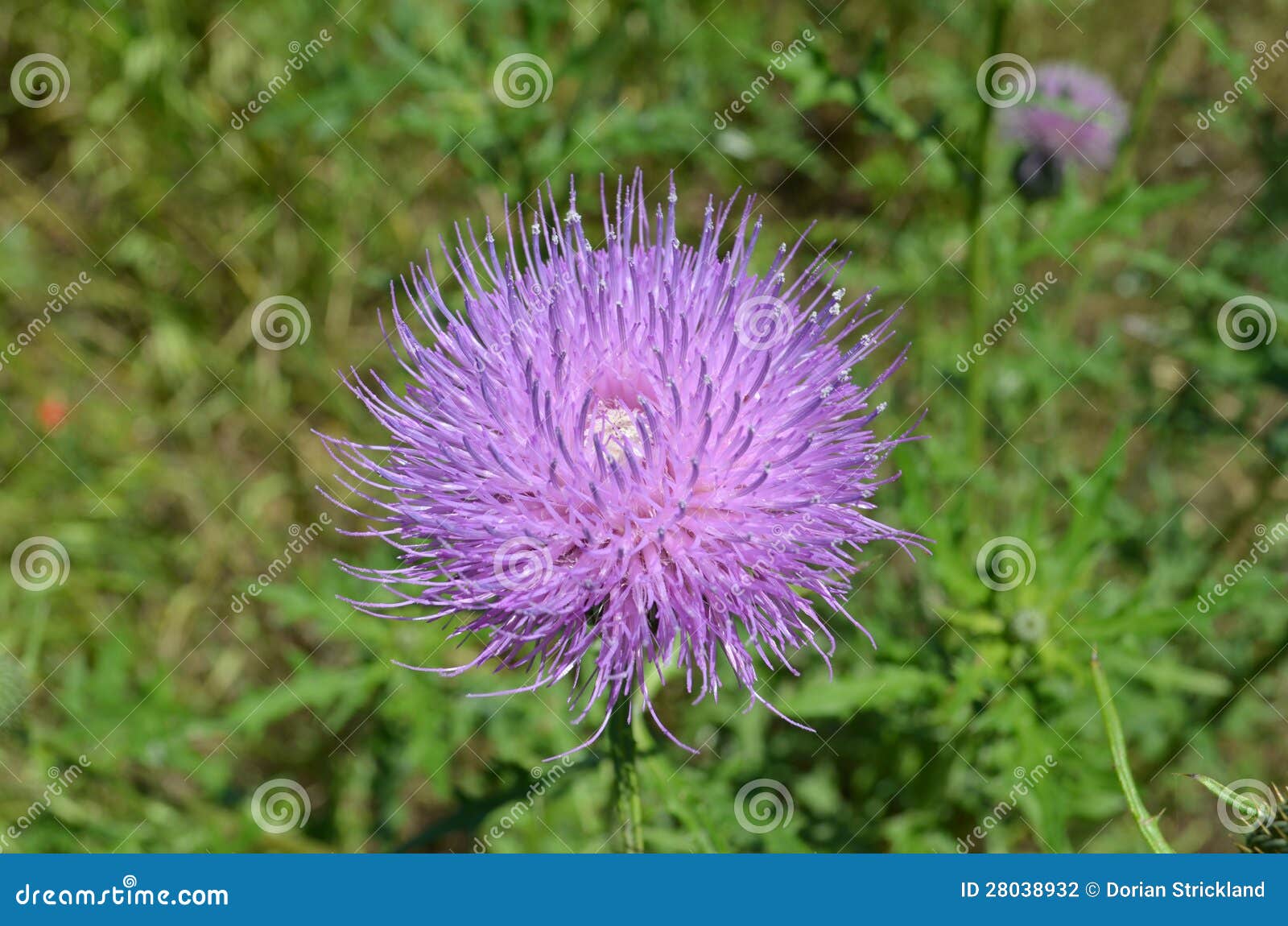 Purple Thistle stock photo. Image of thorny, east, flower 28038932