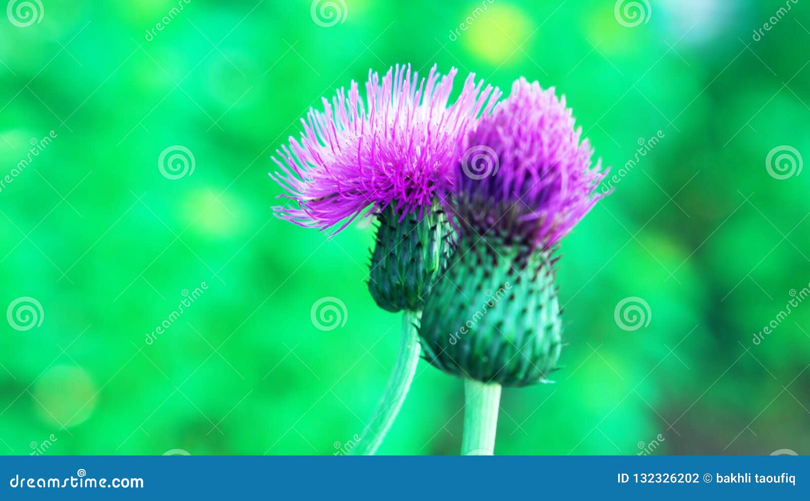 Purple Thistle Flower / Beautiful Flower Stock Photo Image of