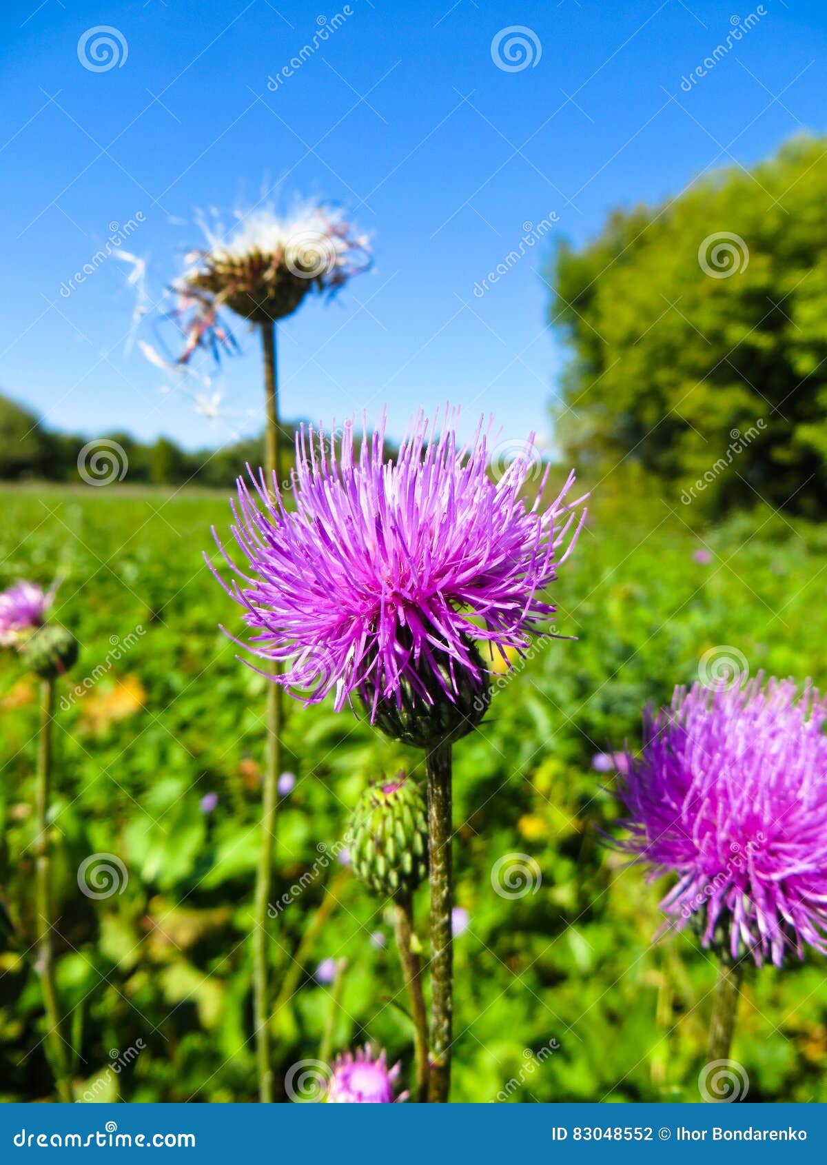Purple Thistle Flower Growing on a Meadow Stock Photo Image of
