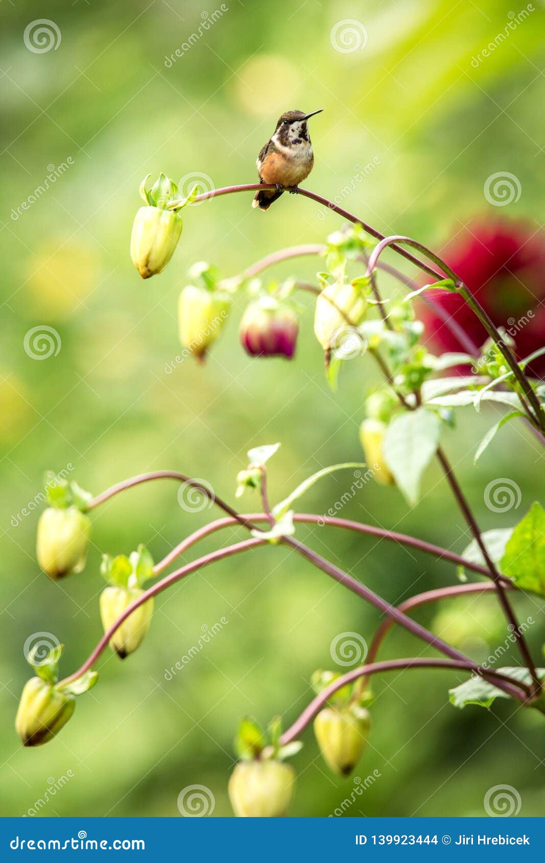 Purple-throated Woodstar Sitting on Branch, Hummingbird from Tropical ...