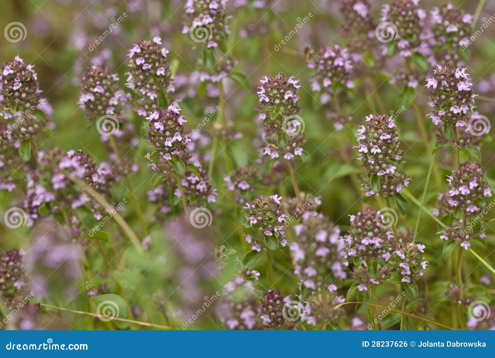 Purple thyme stock photo. Image of macro, stem, leaf 28237626