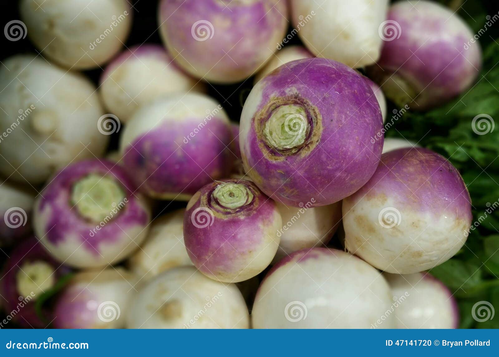 Purple Top Turnips stock photo. Image of fresh, vegetarian 47141720