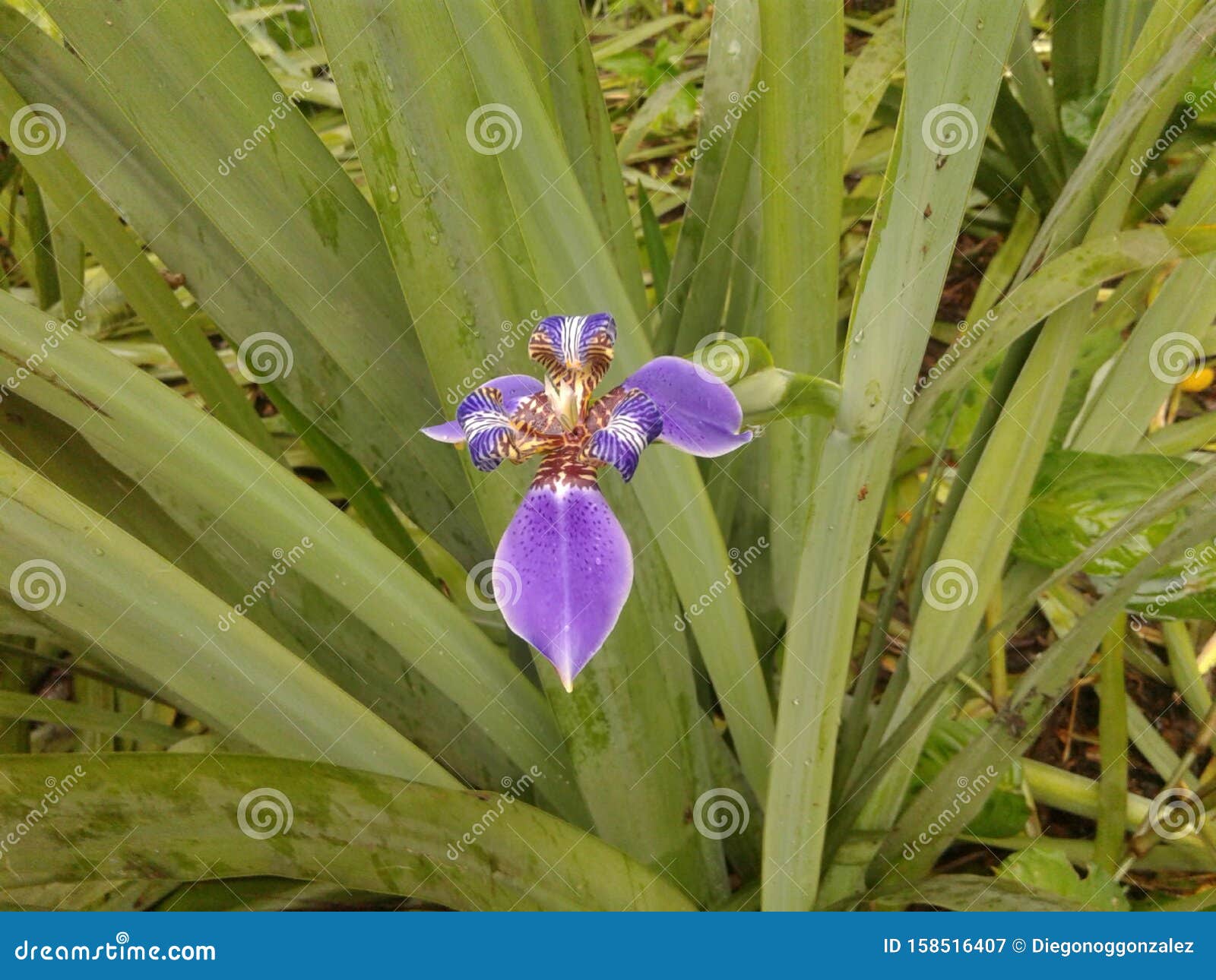 purple trimezia flower - walking iris - nature - garden - plants