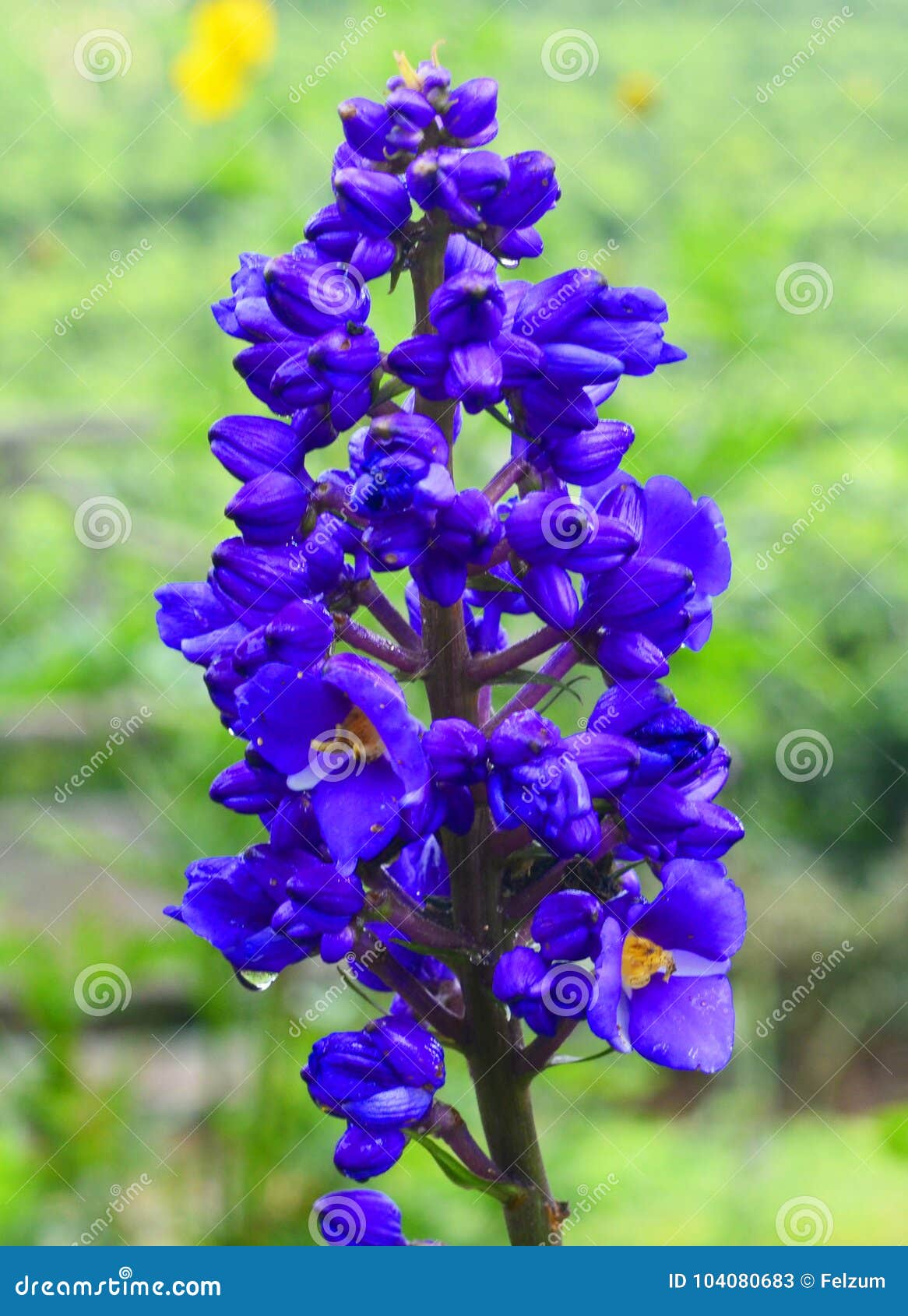 Purple tropical flower stock image. Image of purple 104080683