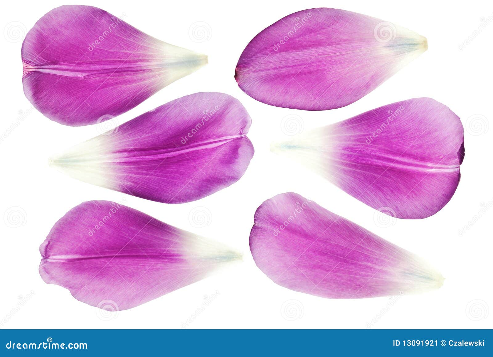 purple tulip petals 