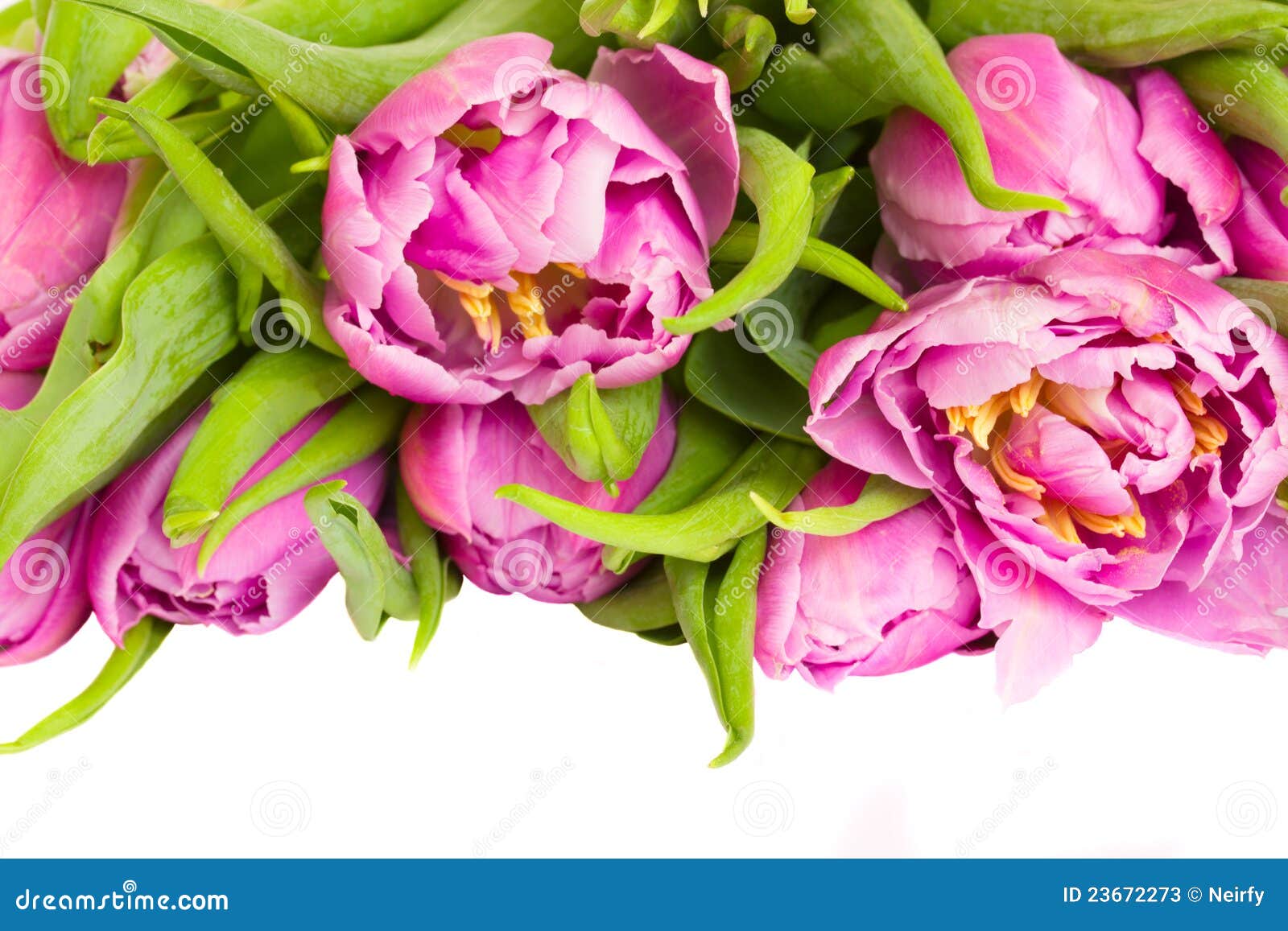 Purple Tulips Border Stock Photos - Image: 23672273