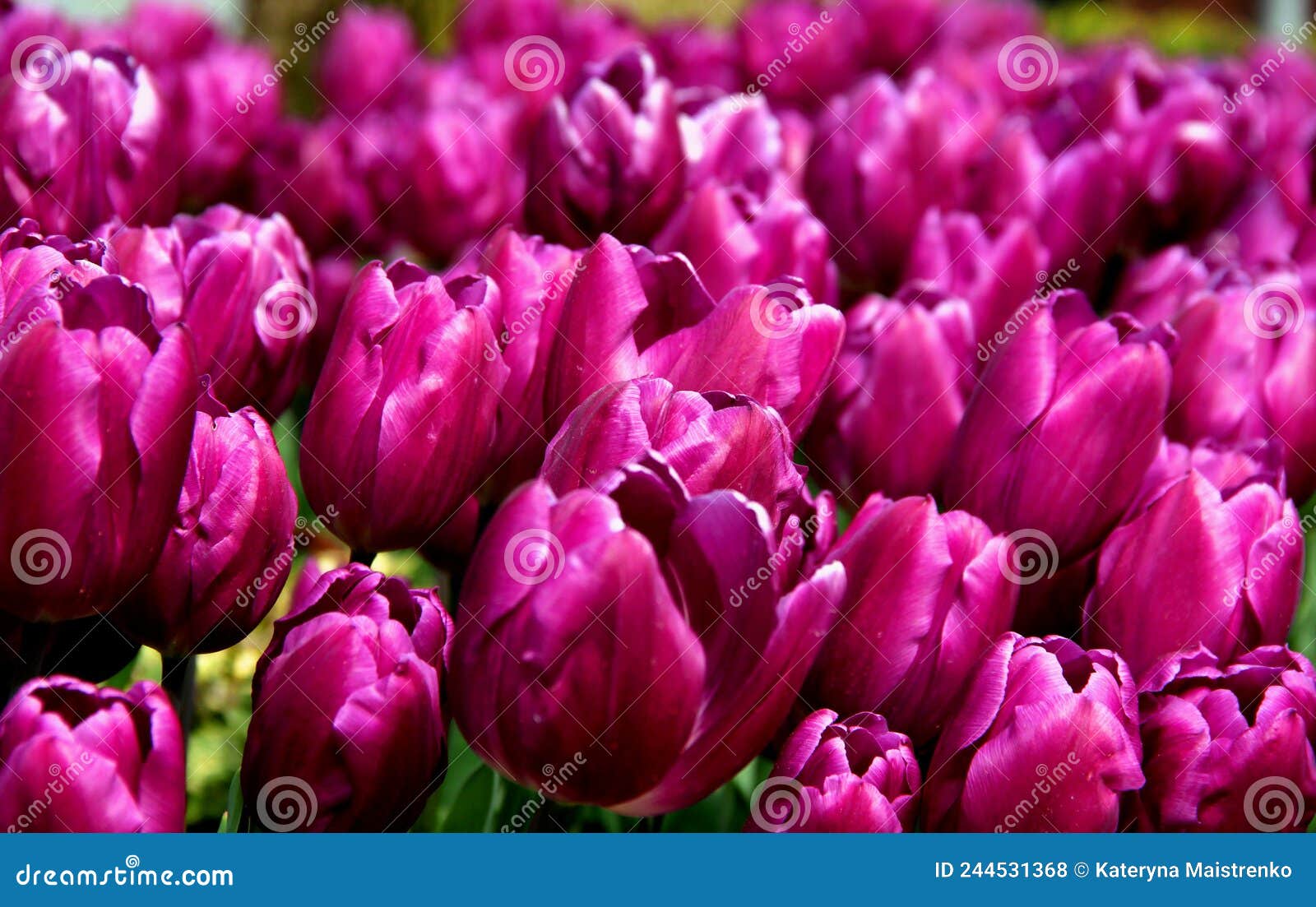 purple tulips close up at goztepe park in istanbul, turkey