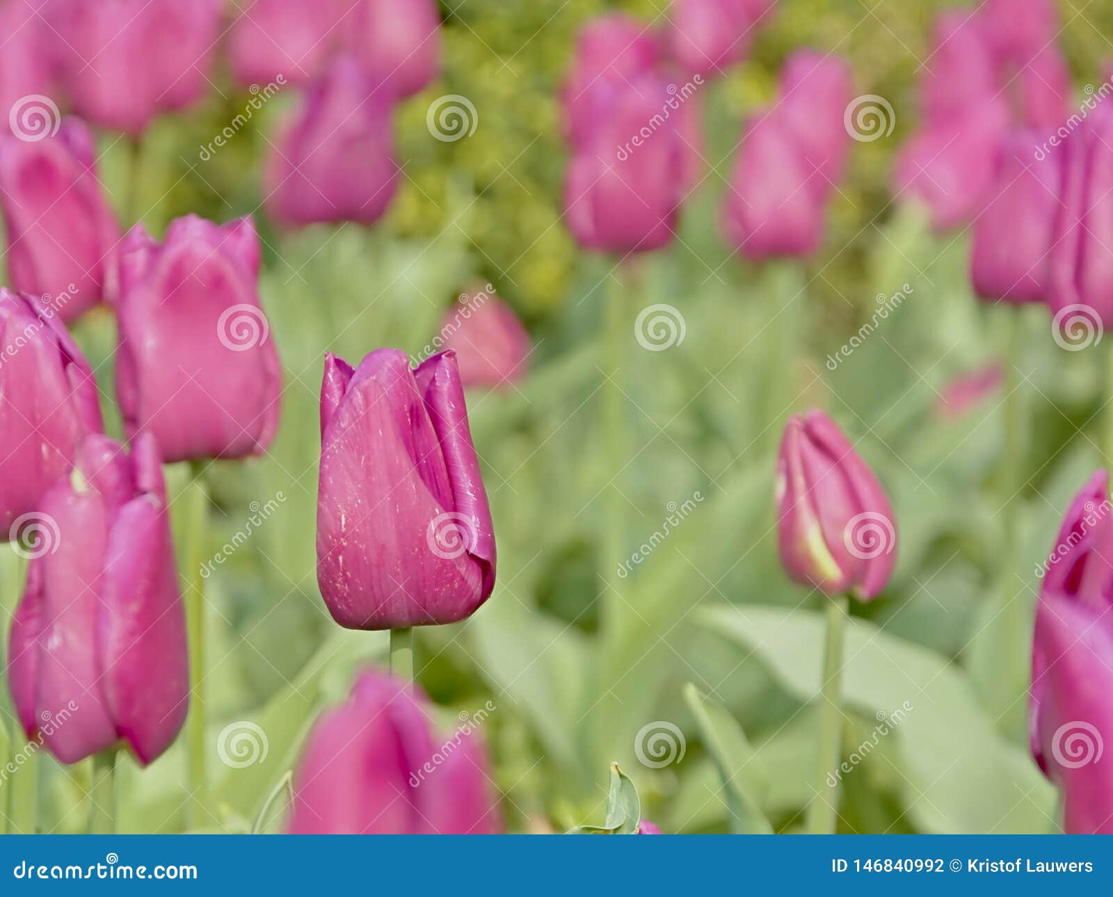 purple tulips in the garden, selective focus