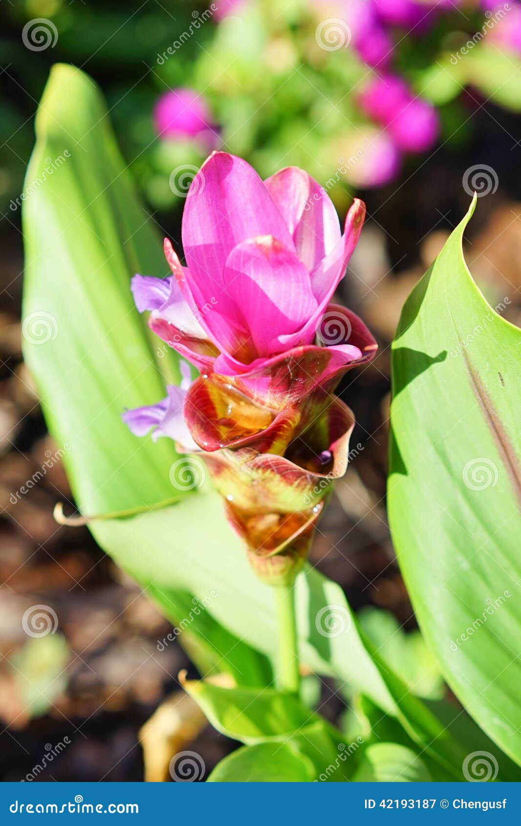 Purple Turmeric Flower Stock Image Image Of Background