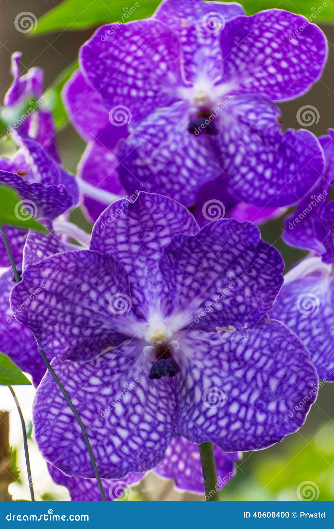 Purple Vanda Orchid stock photo. Image of macro, foreground - 40600400