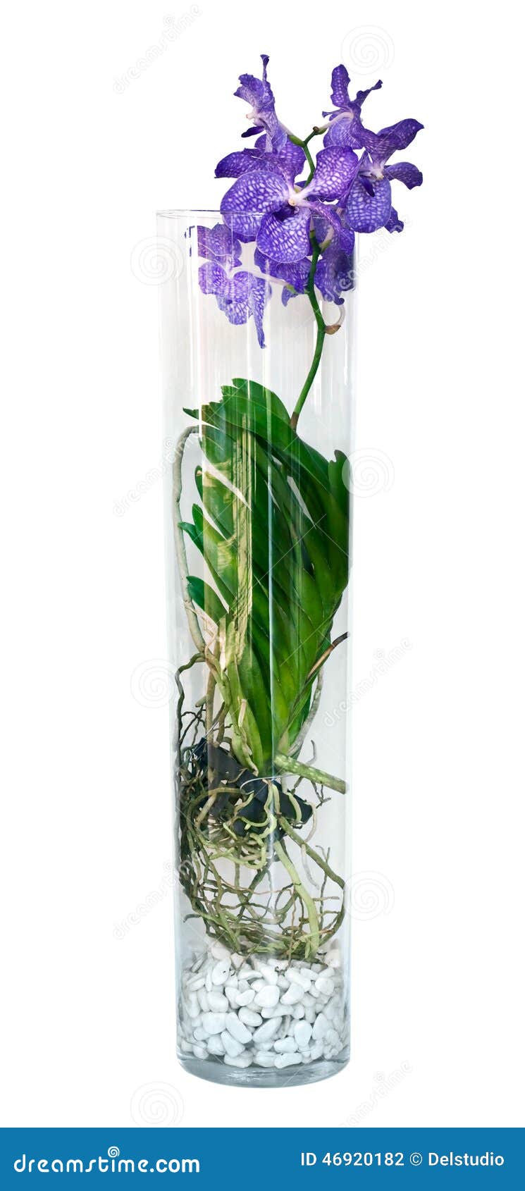 Purple Vanda Orchid Flower in a Glass Vase, Stock Photo - Image of roots,  wanda: 46920182