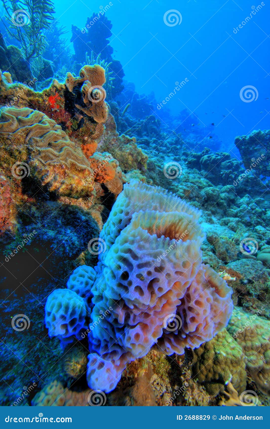 Purple Vase sponge stock image. Image of fish, purple 2688829