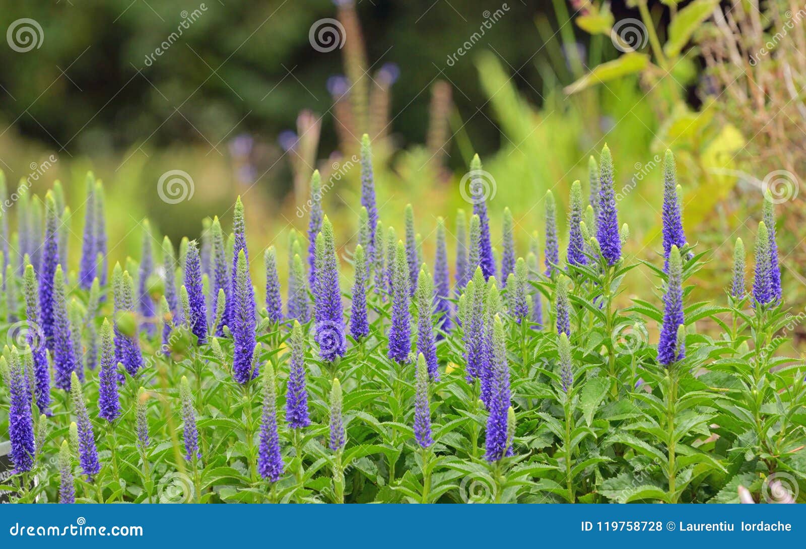 purple veronica spicata flowers