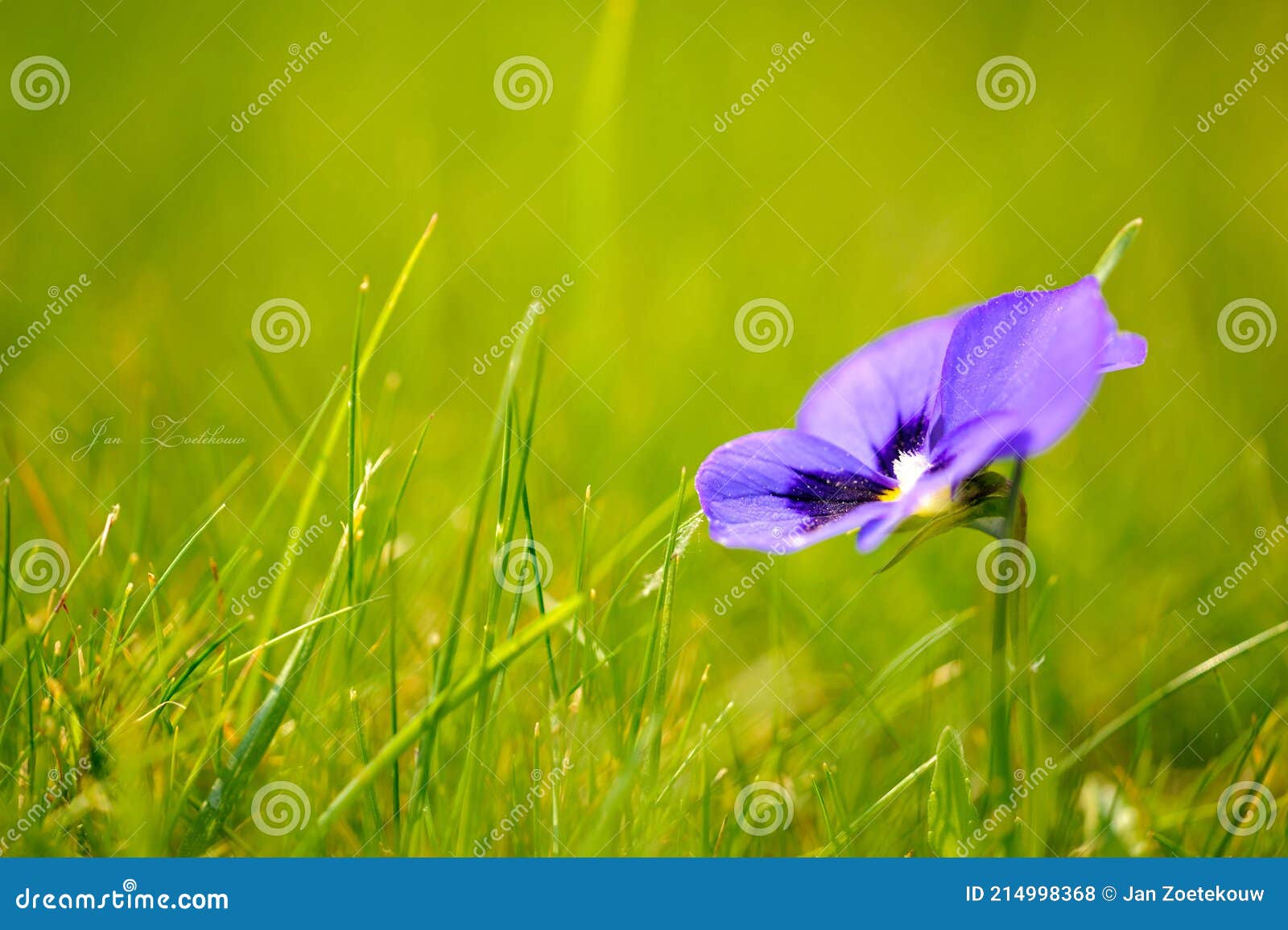 Purple Viola flower stock photo. Image of green, meadow 214998368