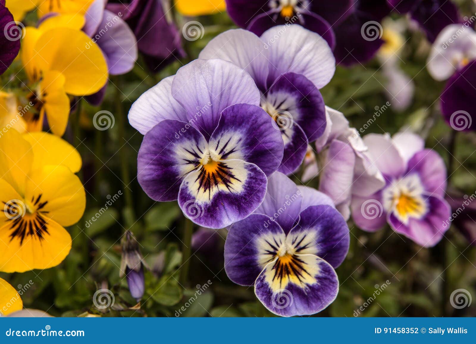 Purple Violas stock photo. Image of petals, pollen, pansies 91458352