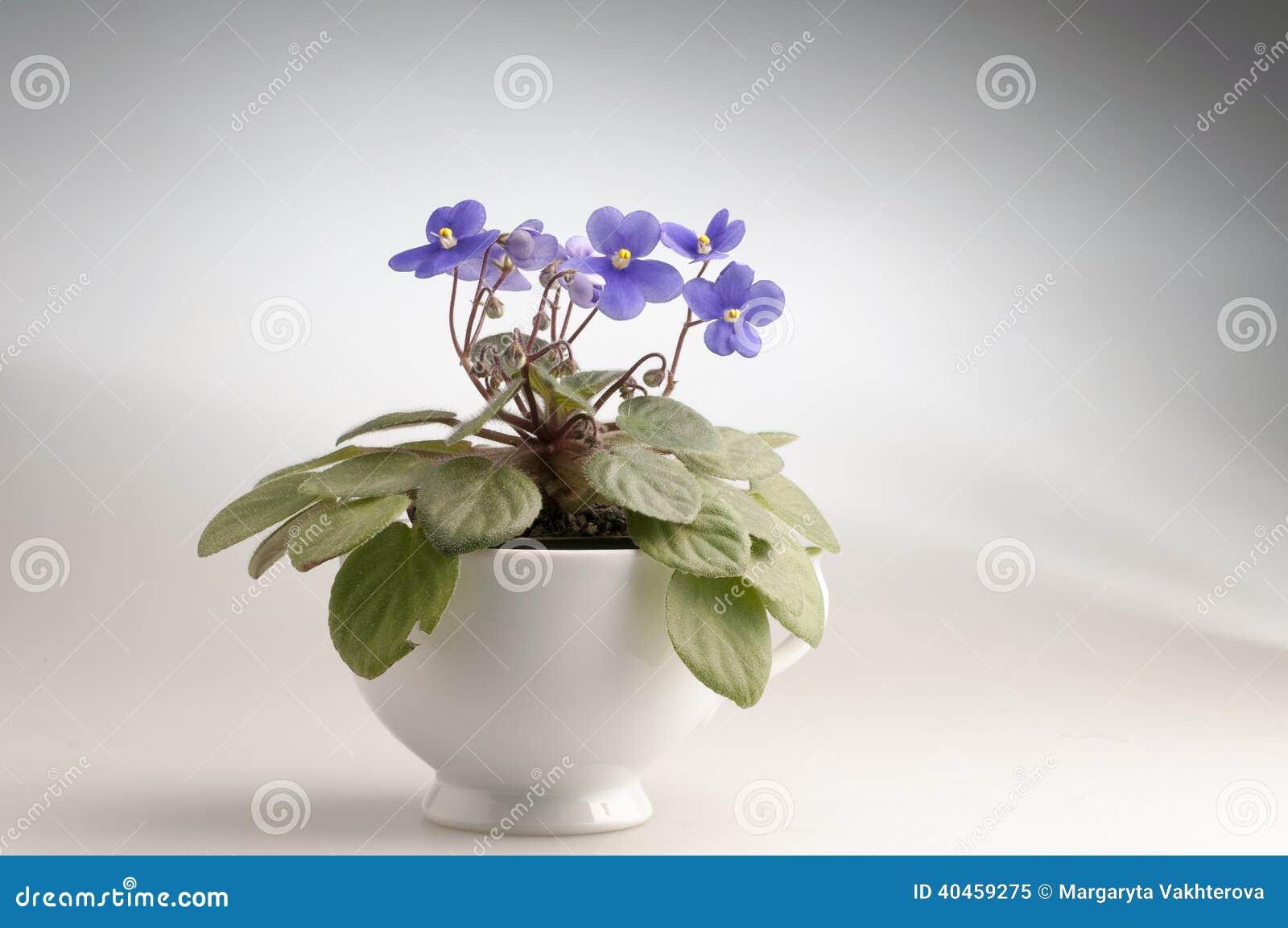 Purple Violet Flowers In A Pot Stock Image Image Of Colorful