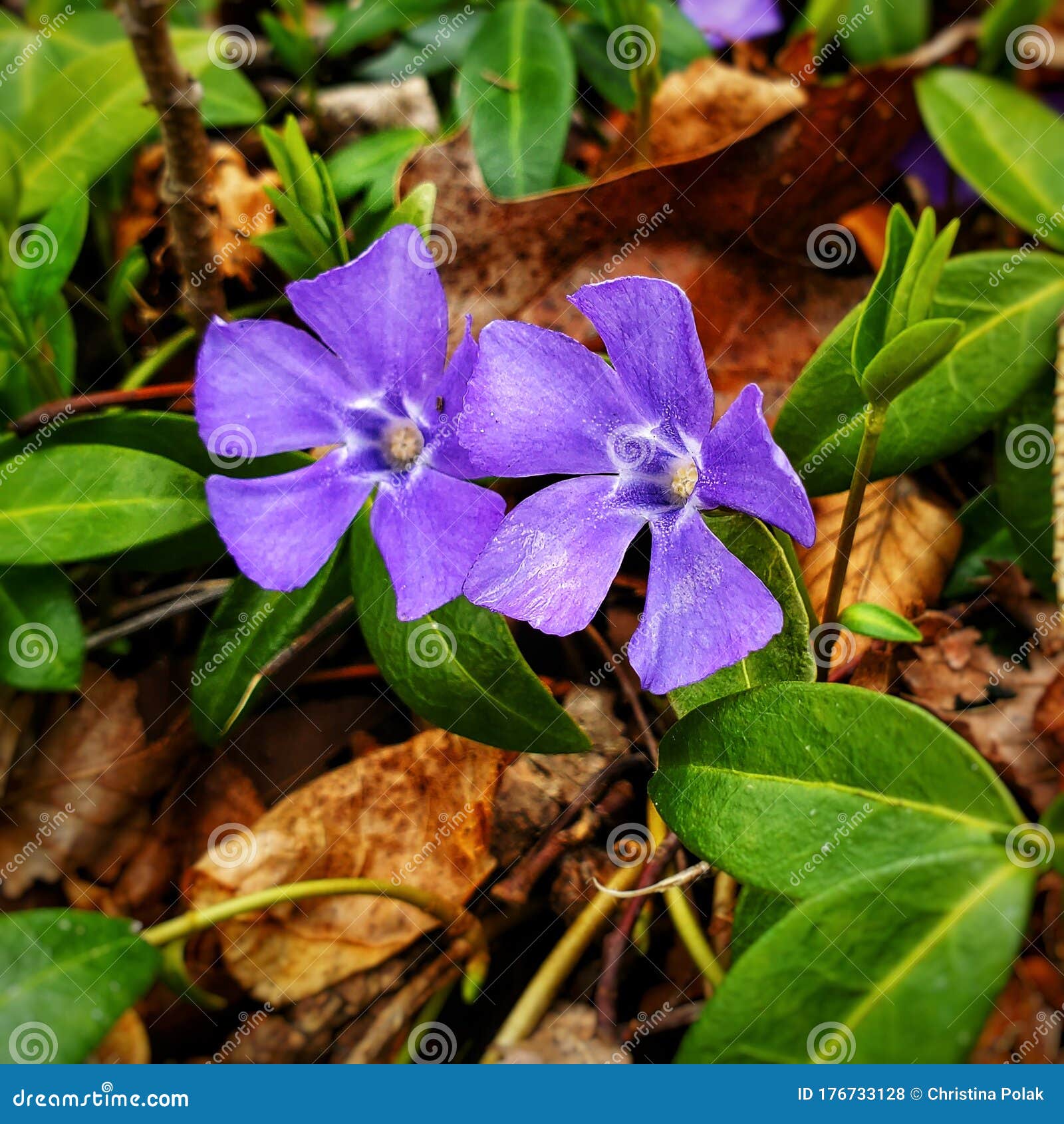 Purple Violets Blooming on Forest Floor Stock Photo Image of violets
