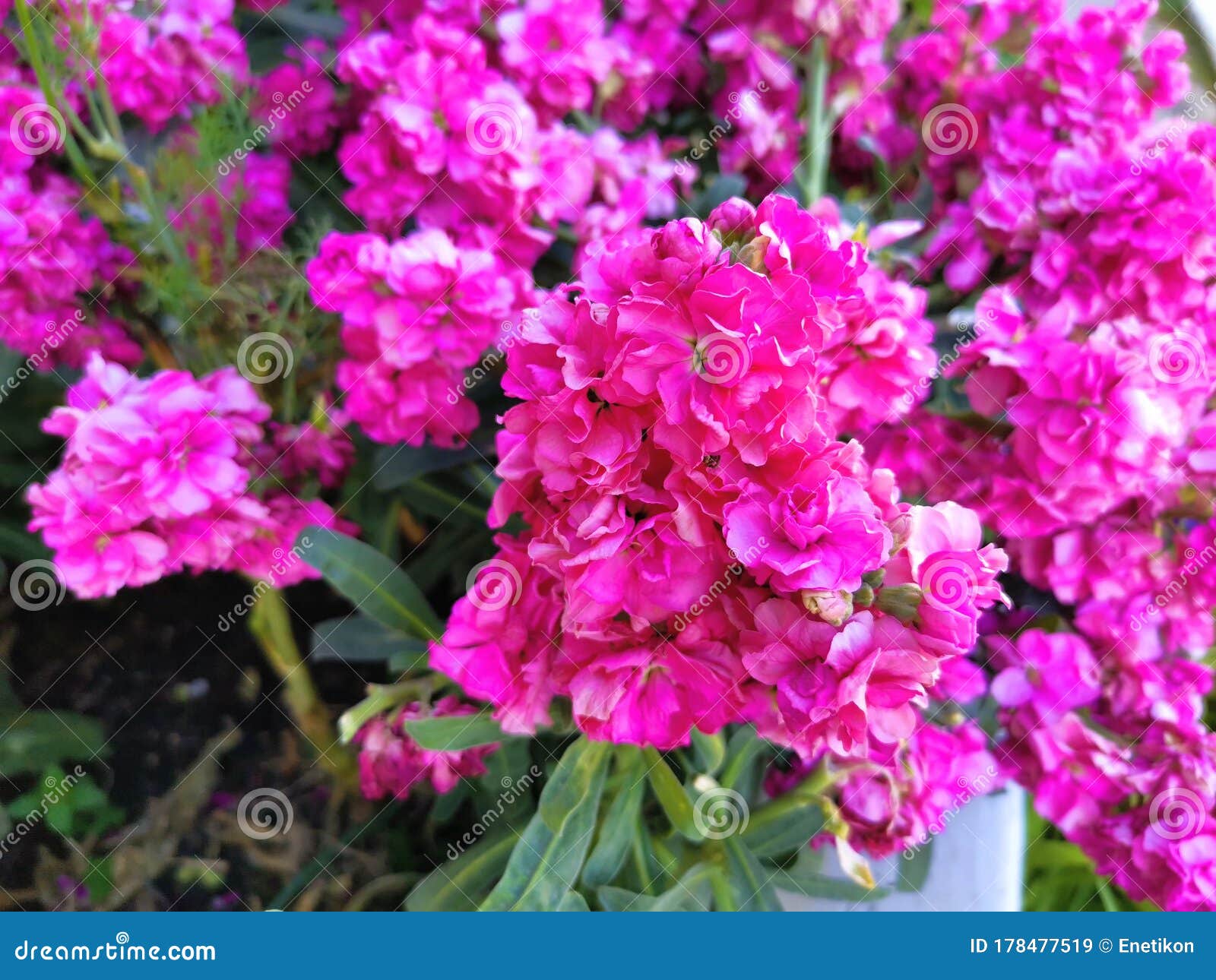 Purple Violets in the Garden Stock Image - Image of blossom, shrub ...