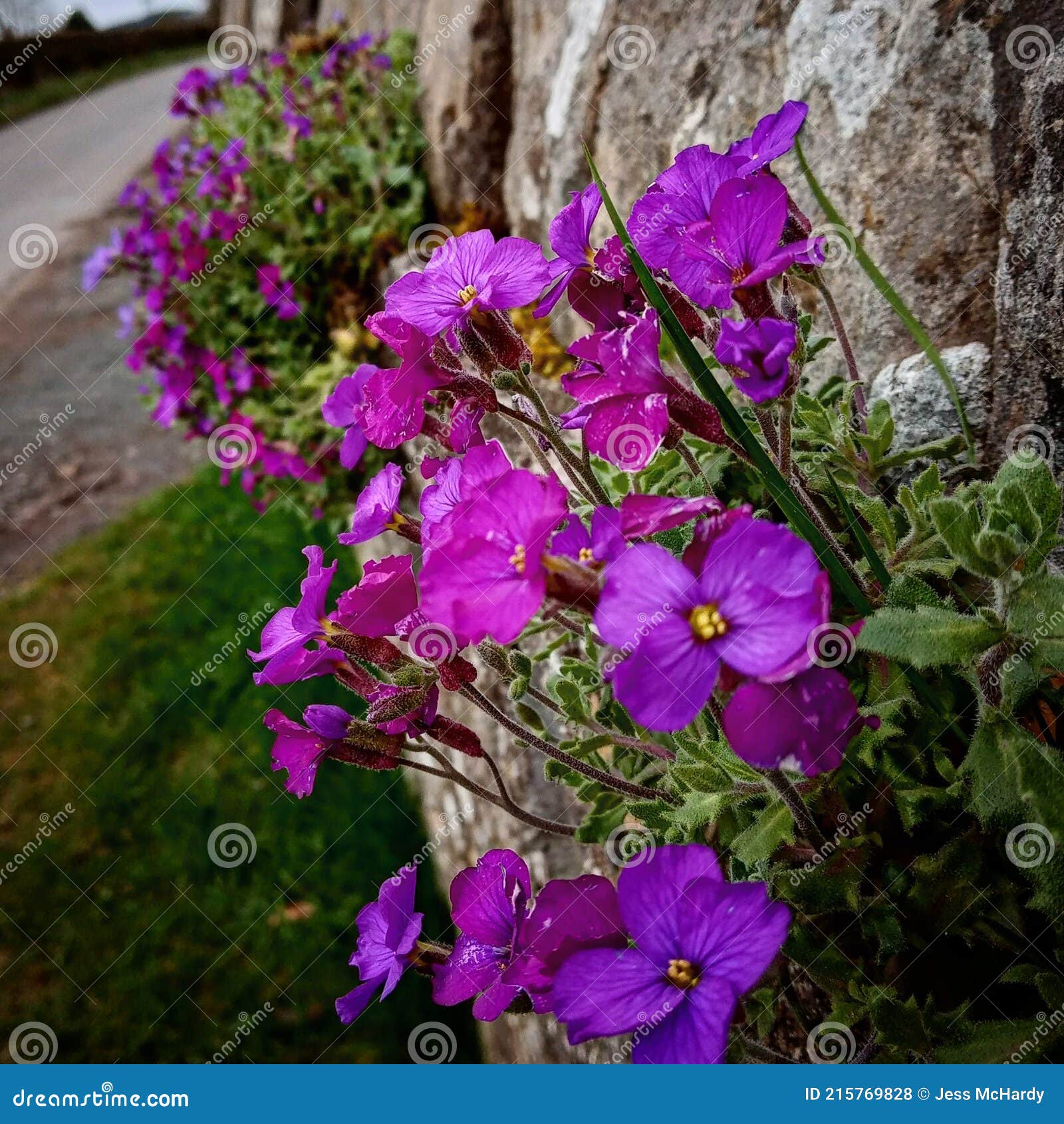 Purple wall flowers stock photo. Image of plant, garden 215769828