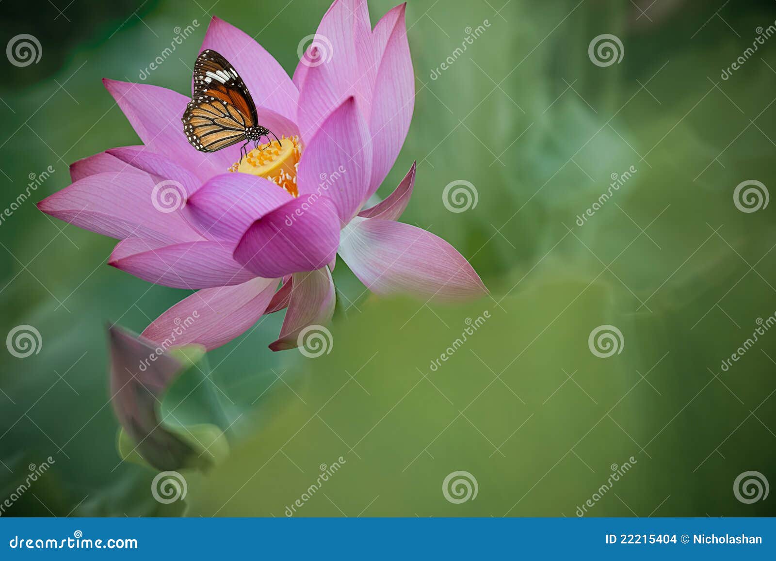 Purple Water Lily and Butterfly for BG Stock Photo Image of outdoors