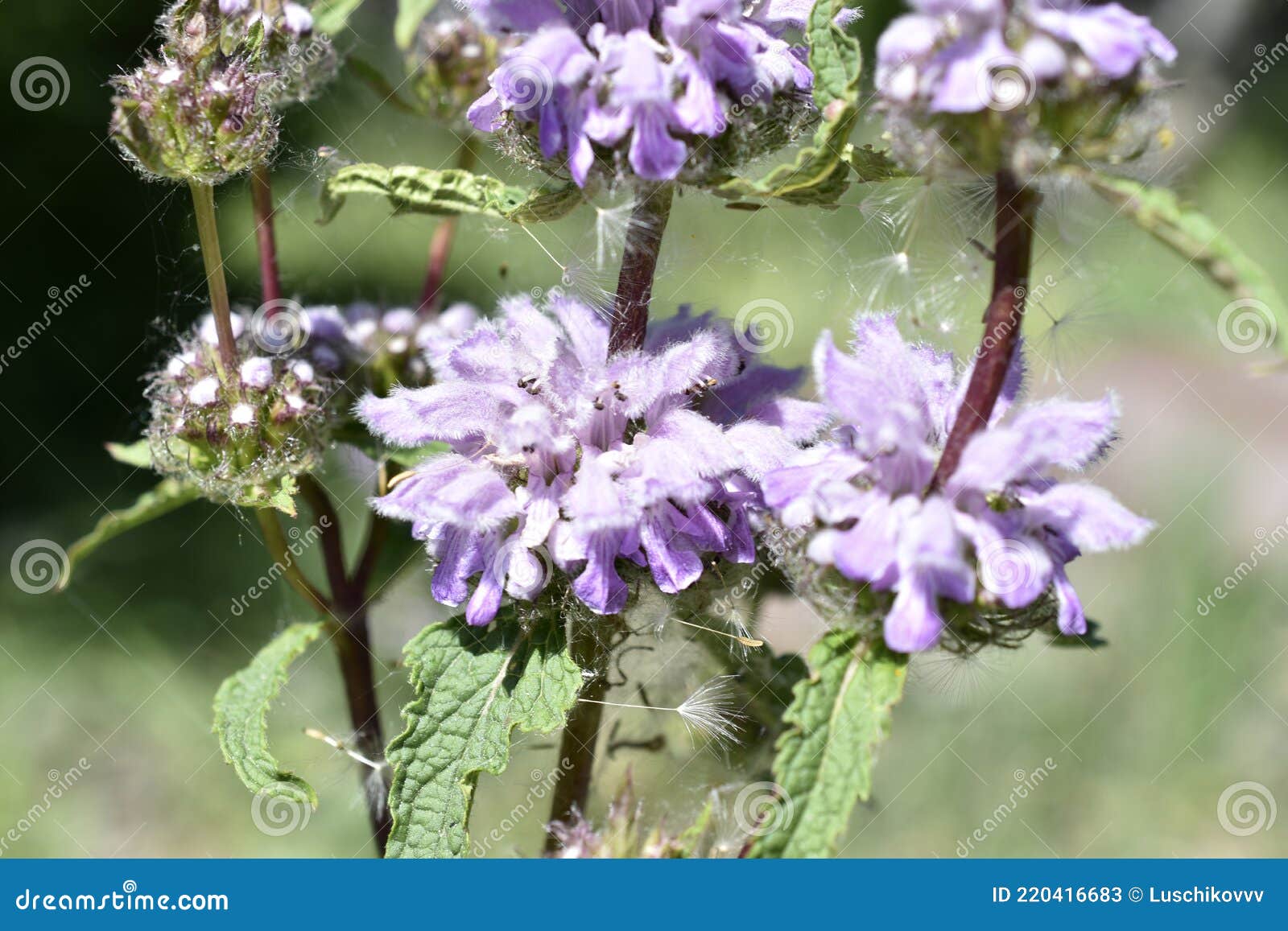 Purple Weed Flower in the Garden in Summer Stock Image Image of