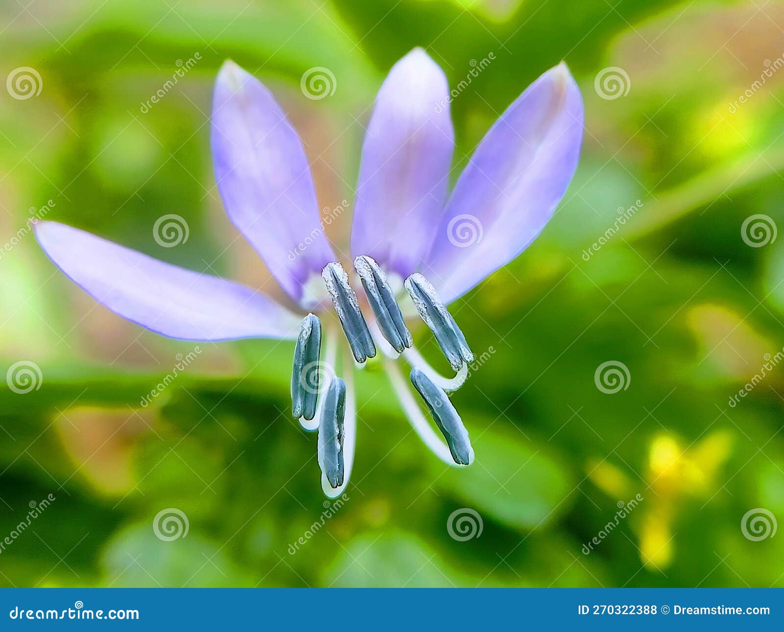 purple weed flower maman lanang & x28;cleome rutidosperma& x29;
