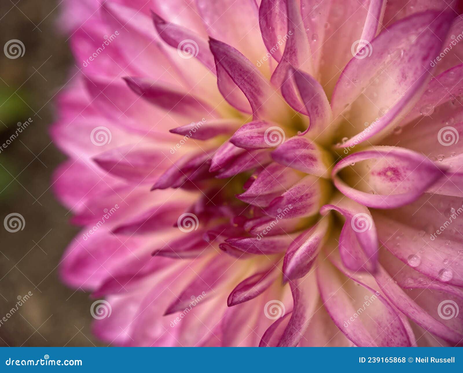 Purple and White Dahlia Flower Stock Photo - Image of details, natural ...