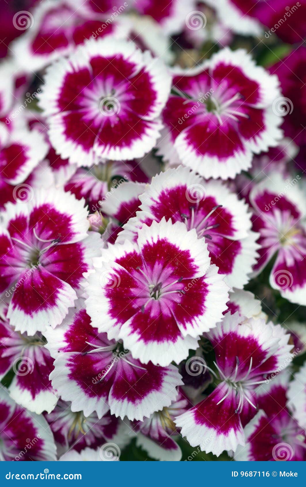 Purple and white flowers stock photo. Image of colorful 9687116
