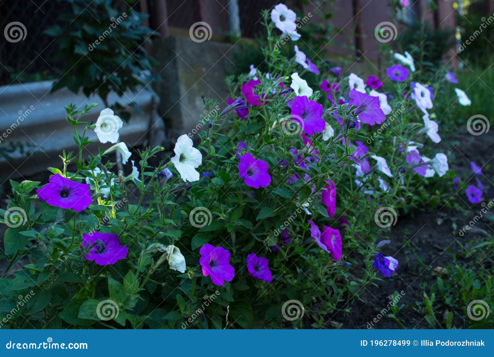 A Purple and White Flowers in the Backyard Stock Image Image of