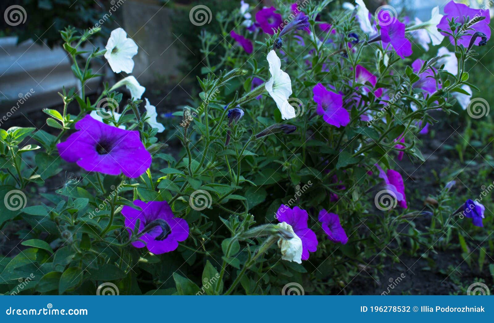 A Purple and White Flowers in the Backyard Stock Photo Image of bloom