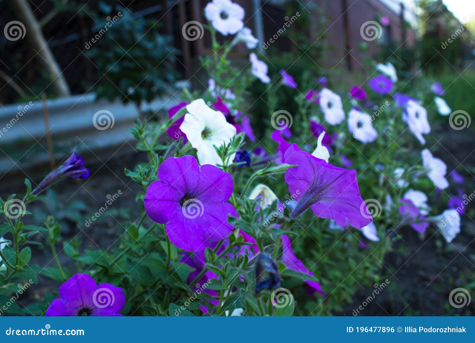 A Purple and White Flowers in the Backyard Stock Photo Image of