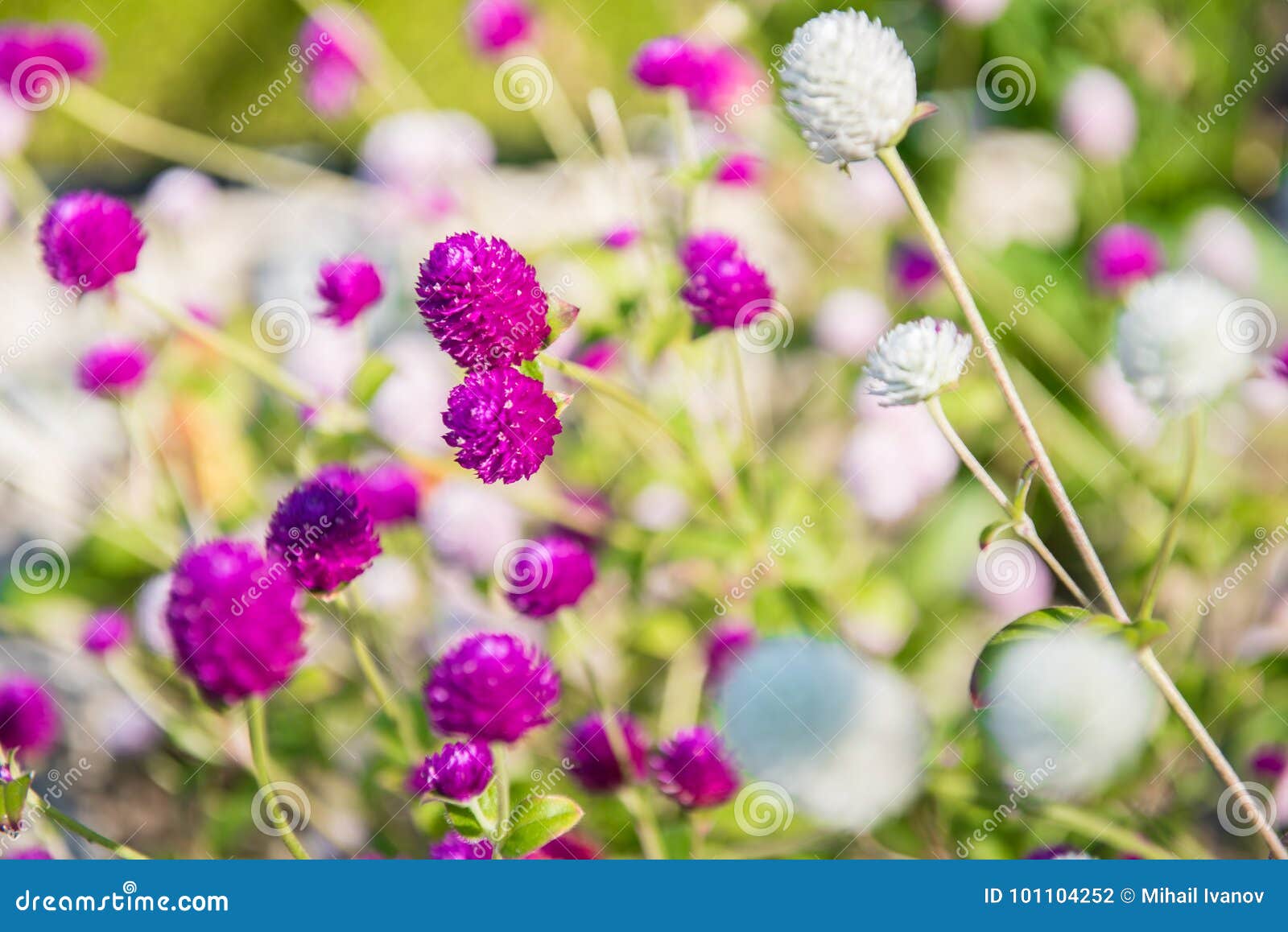 Purple And White Globe Amaranth Or Gomphrena Globosa Stock Photo Image Of Flower Height 101104252