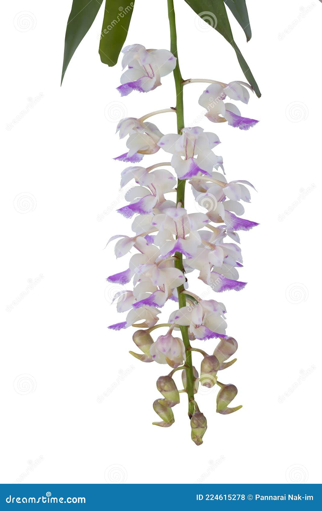 purple and white orchid flower or rhynchostylis gigantealindl.rid  bloom and hanging in the garden  on white background.