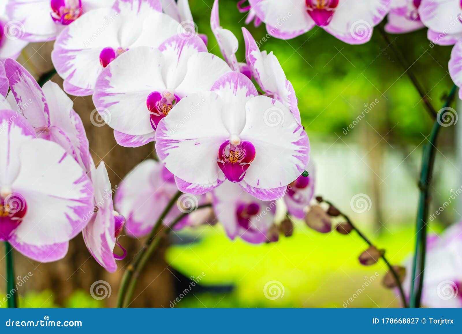 lunar tides orchid lunar tides orchid