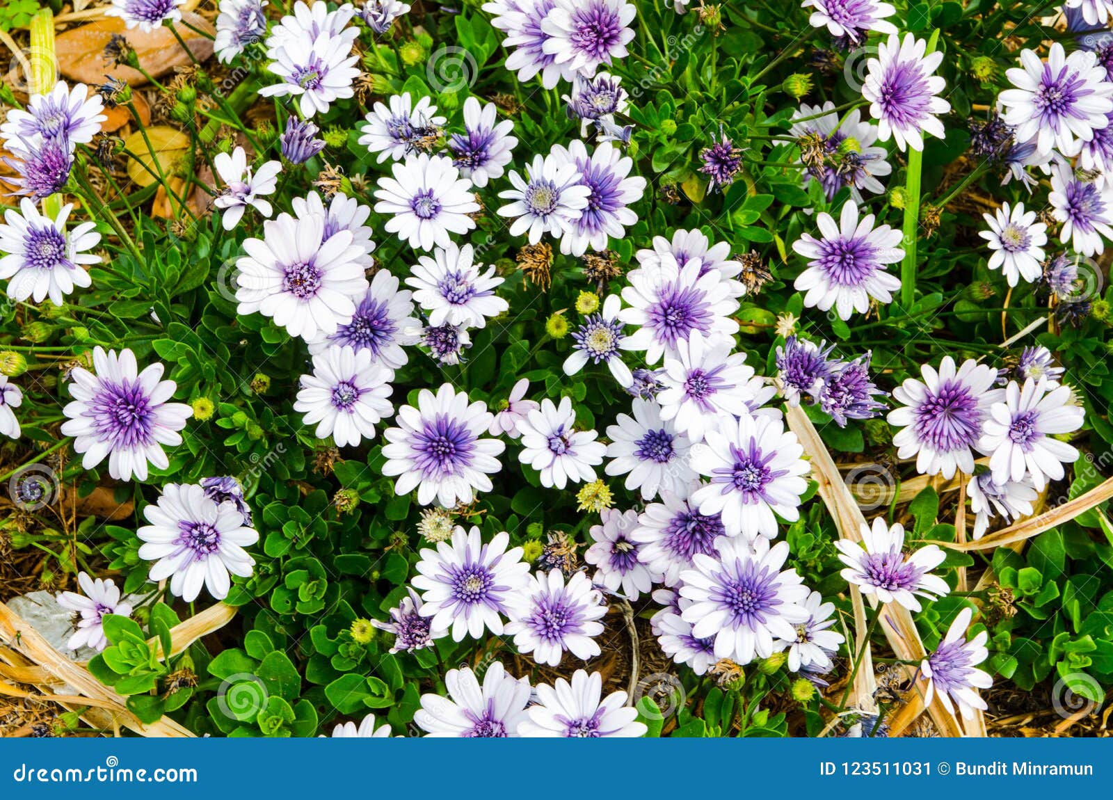 Purple and White Osteospermum Flowers in a Spring Season at a Botanical ...