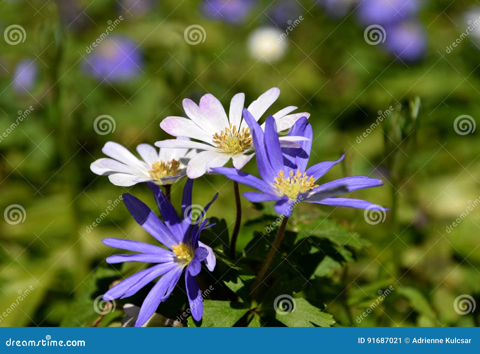 Purple and White Spring Daisies Stock Image - Image of bloom, floral:  91687021