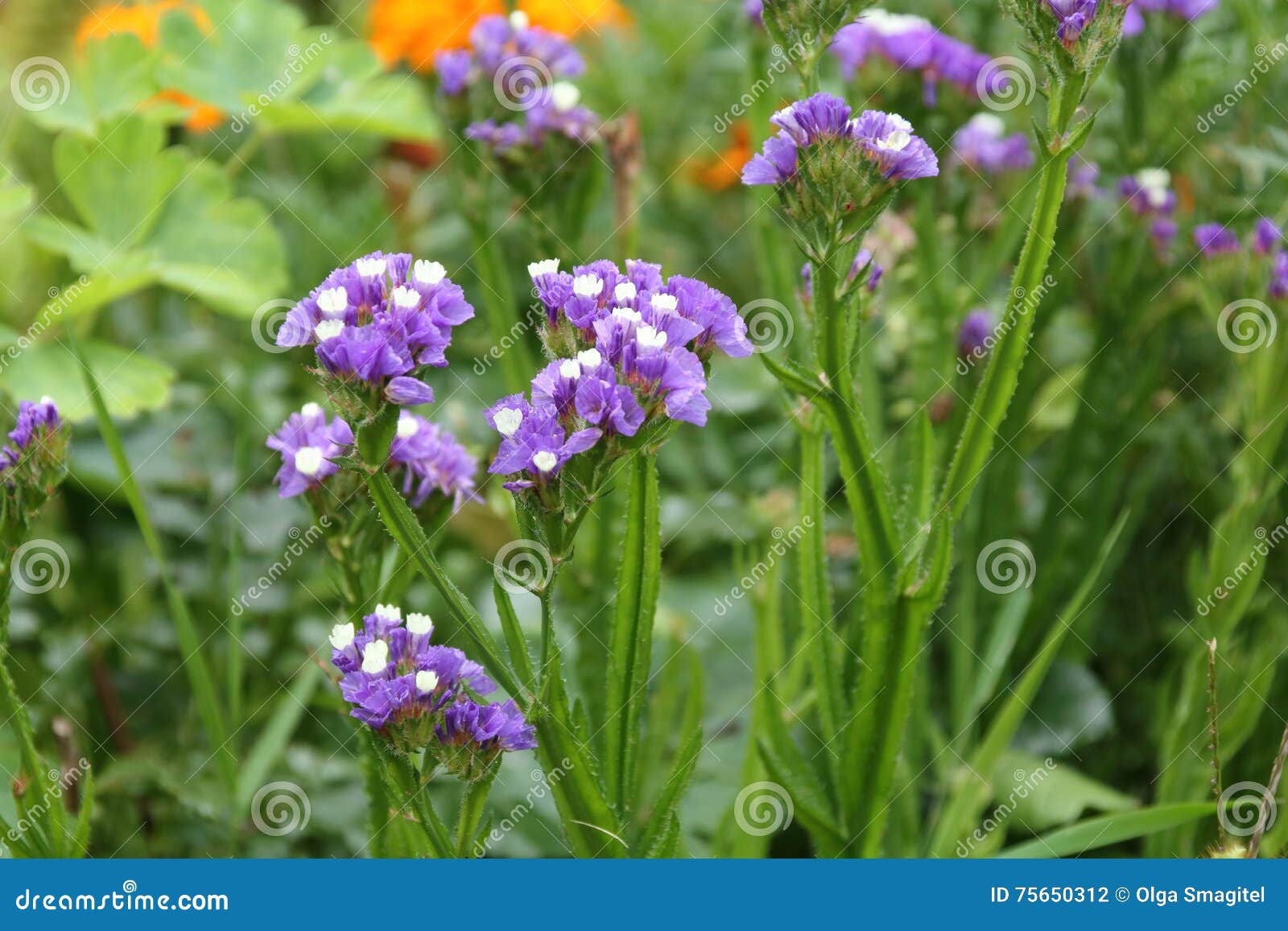 purple and white statice flowers