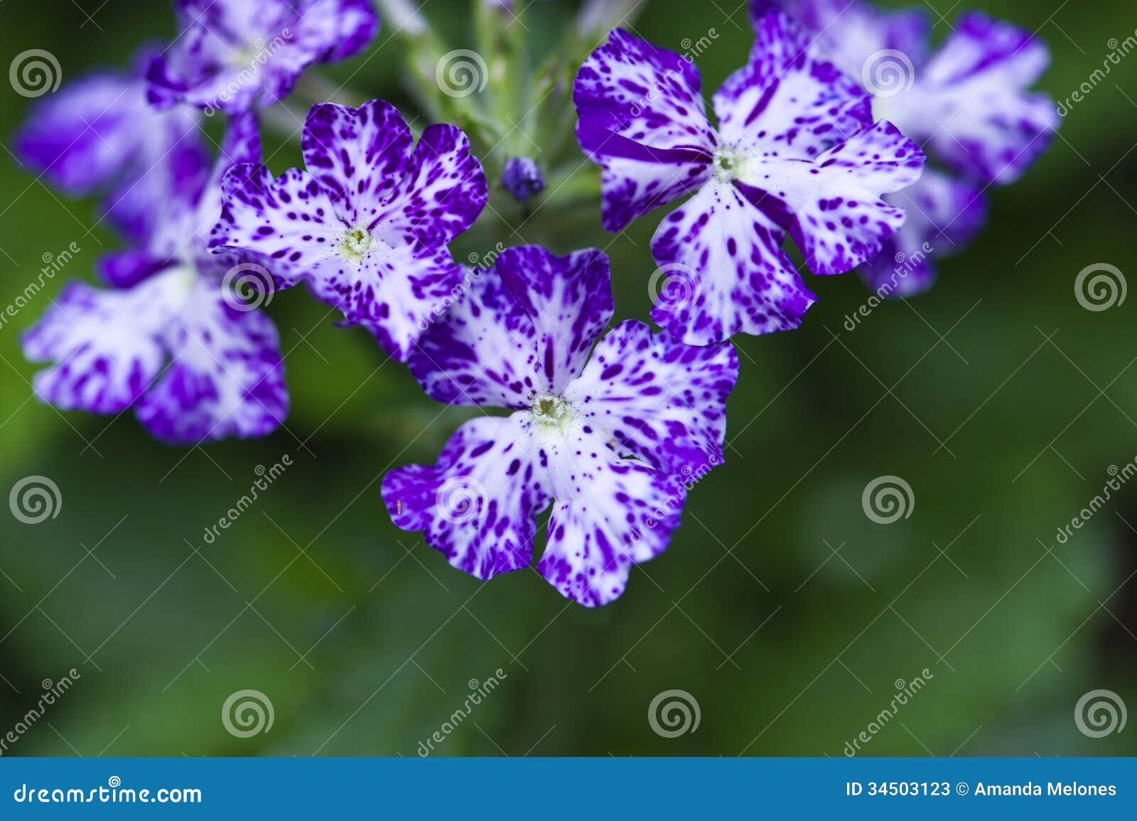 Verbena Panpin