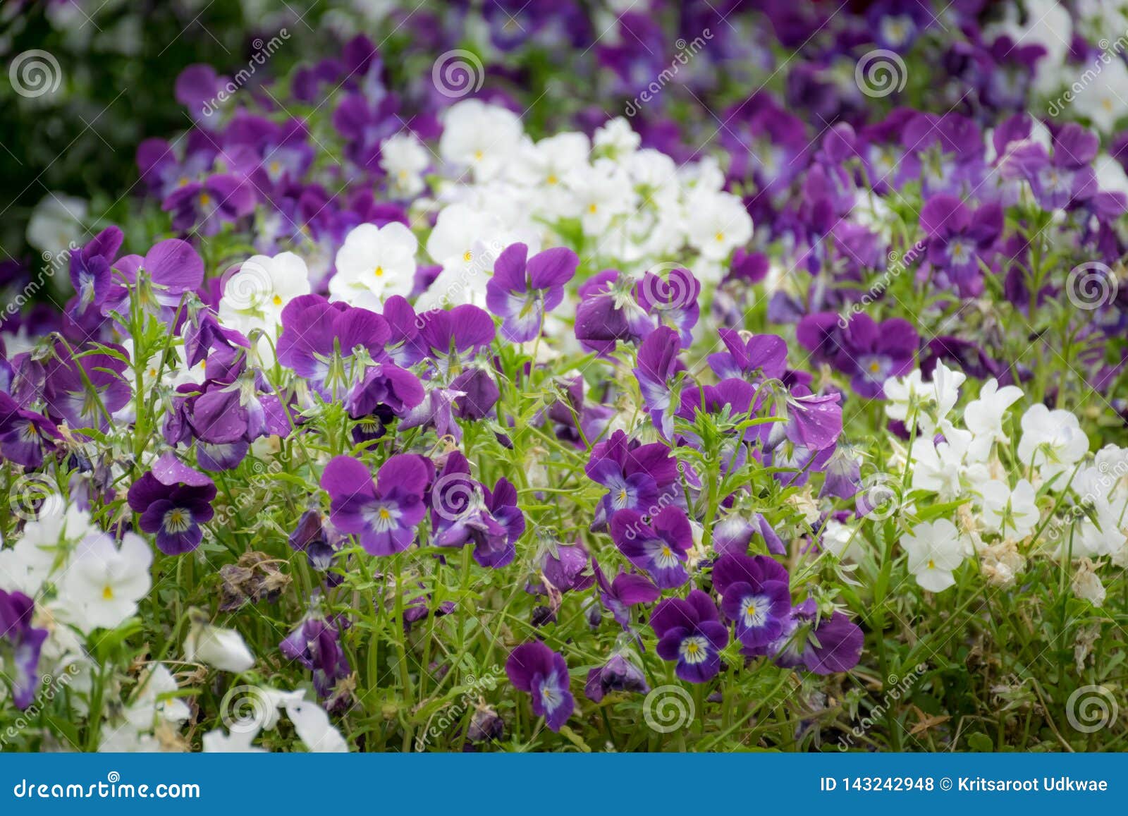 Purple and White Viola Flowers in the Garden. Stock Photo - Image of ...