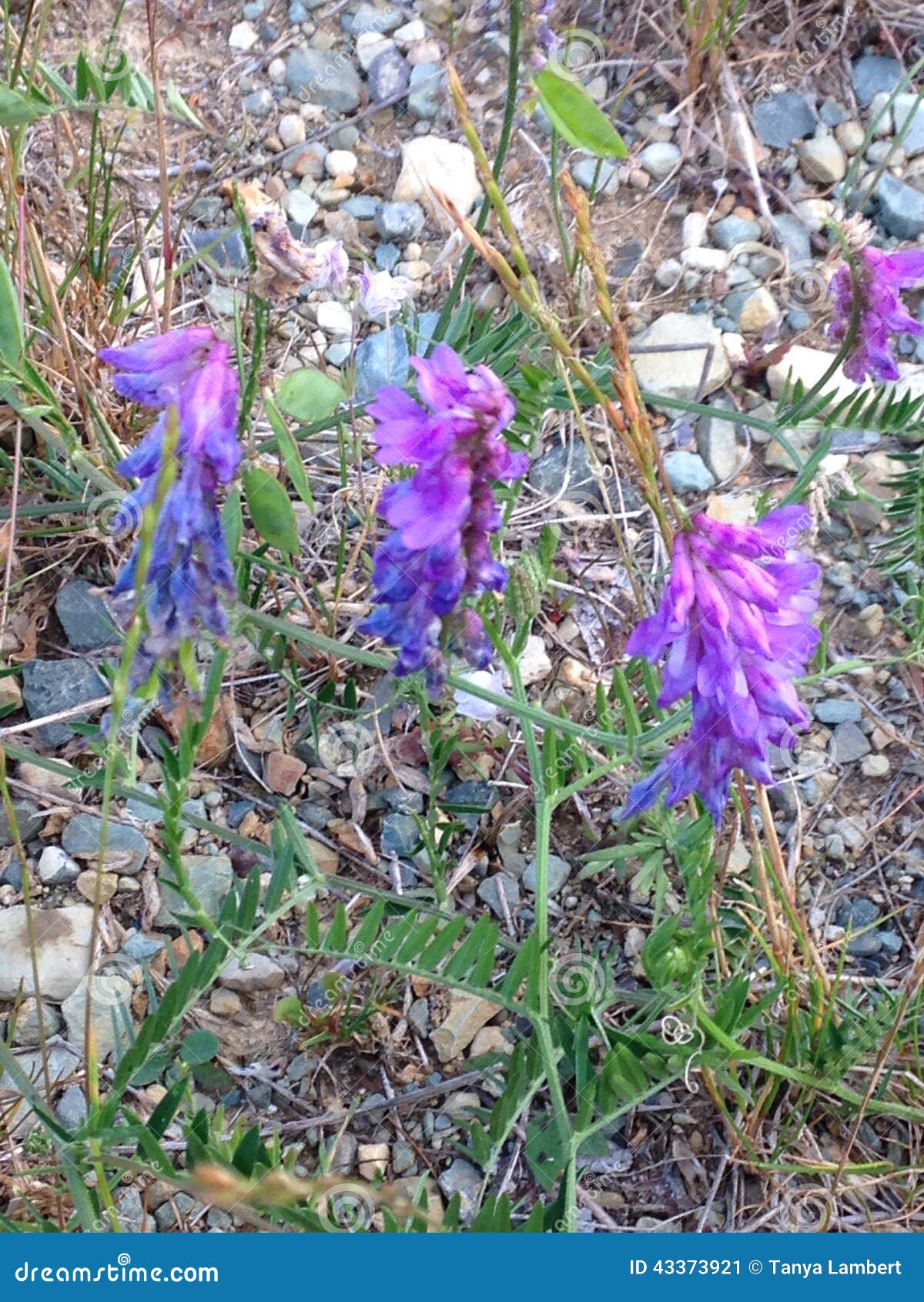Purple Wild Flowers Newfoundland Stock Image Image of purple