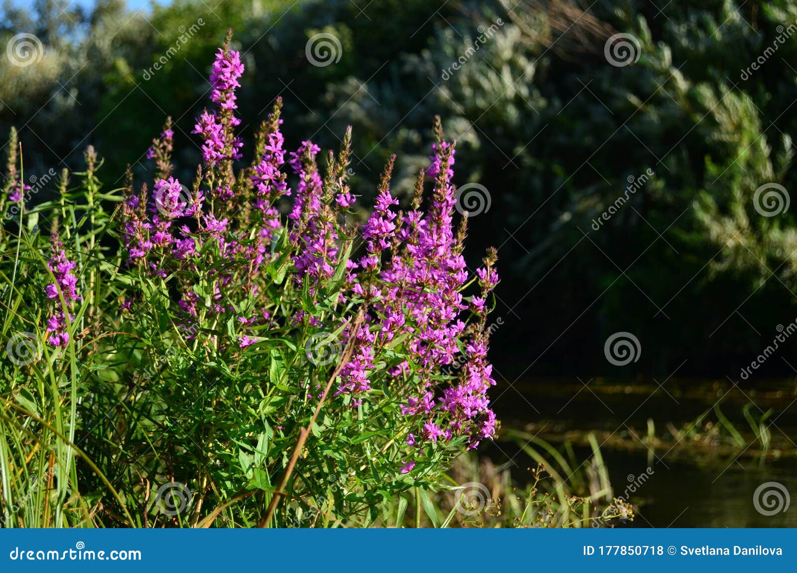 Purple Wildflowers On The River Bank Stock Photo Image Of Beautiful