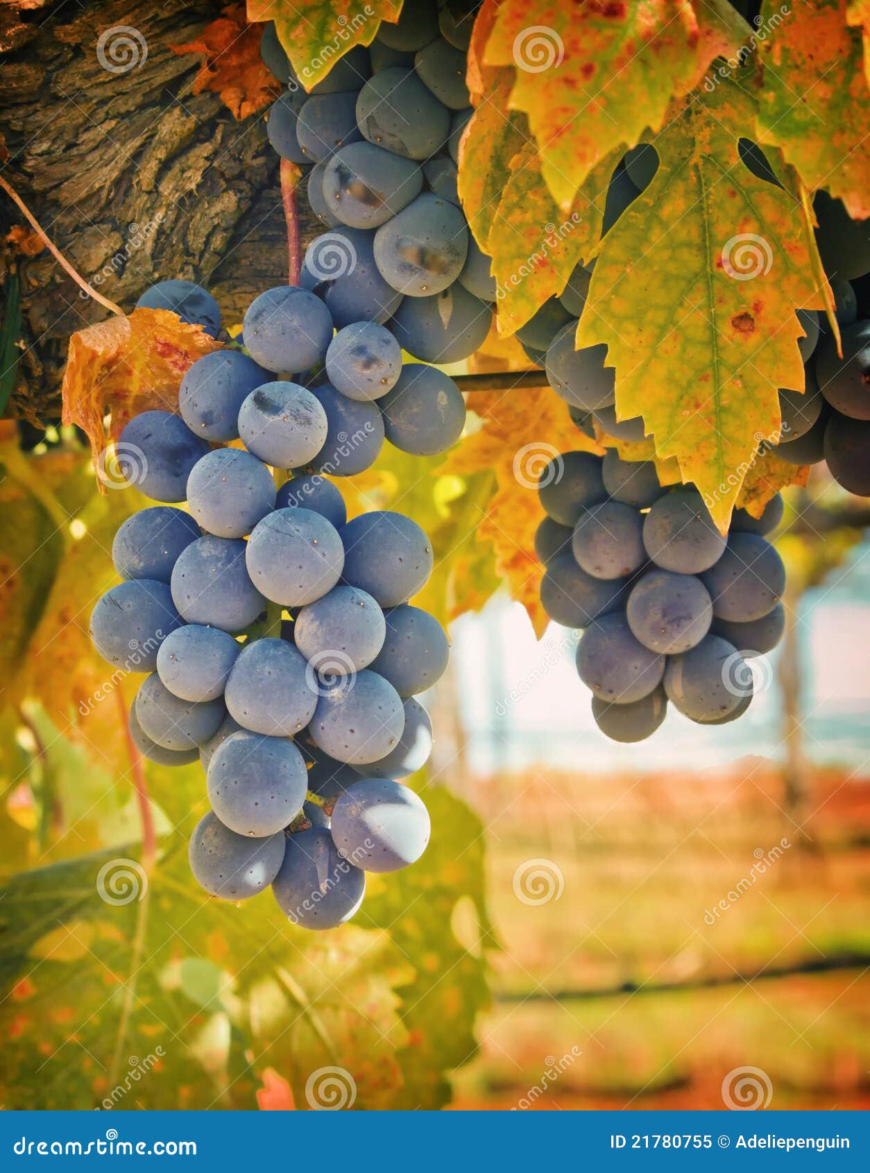 purple wine grapes, california