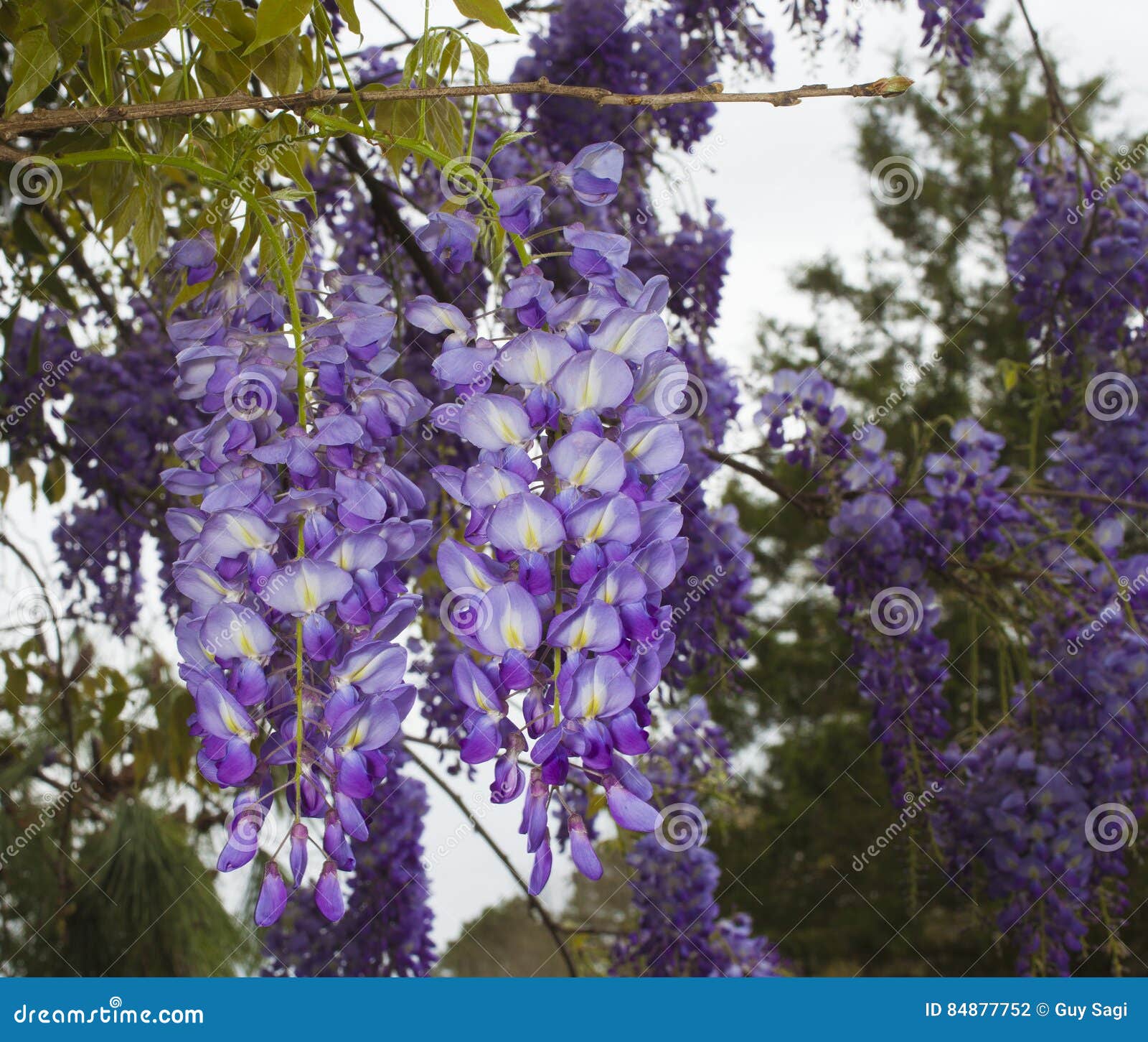Purple wisteria stock photo. Image of blooming, branch 84877752