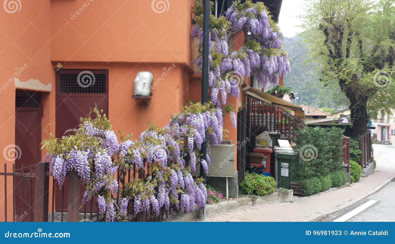 purple wisteria, colorful spring flowered balcony