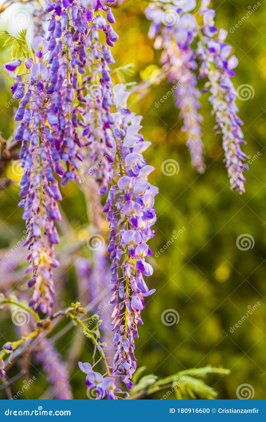 Purple wisteria flowers stock photo. Image of nature 180916600