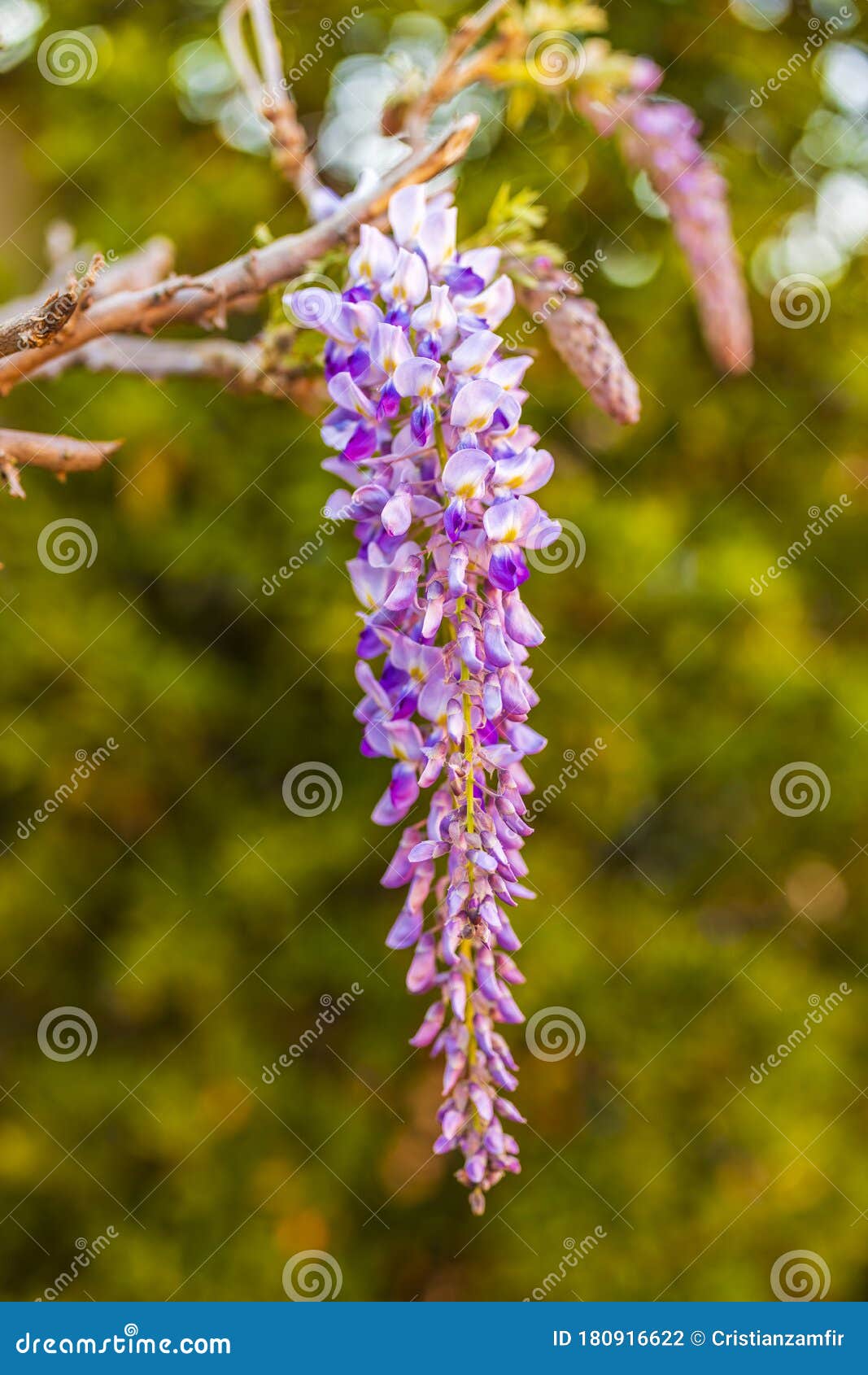 Purple wisteria flowers stock photo. Image of flower 180916622