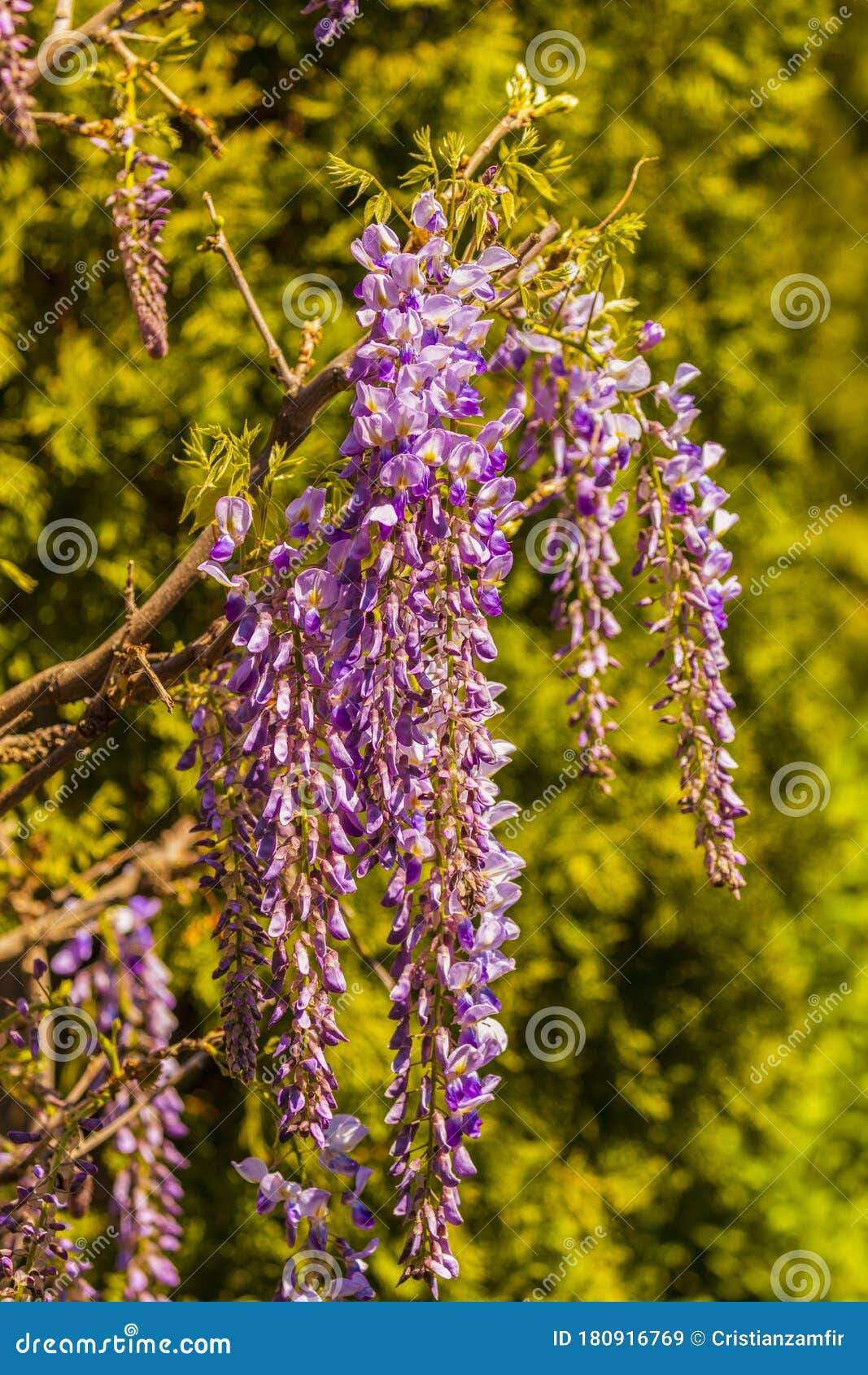 Purple wisteria flowers stock image. Image of blue, branch 180916769