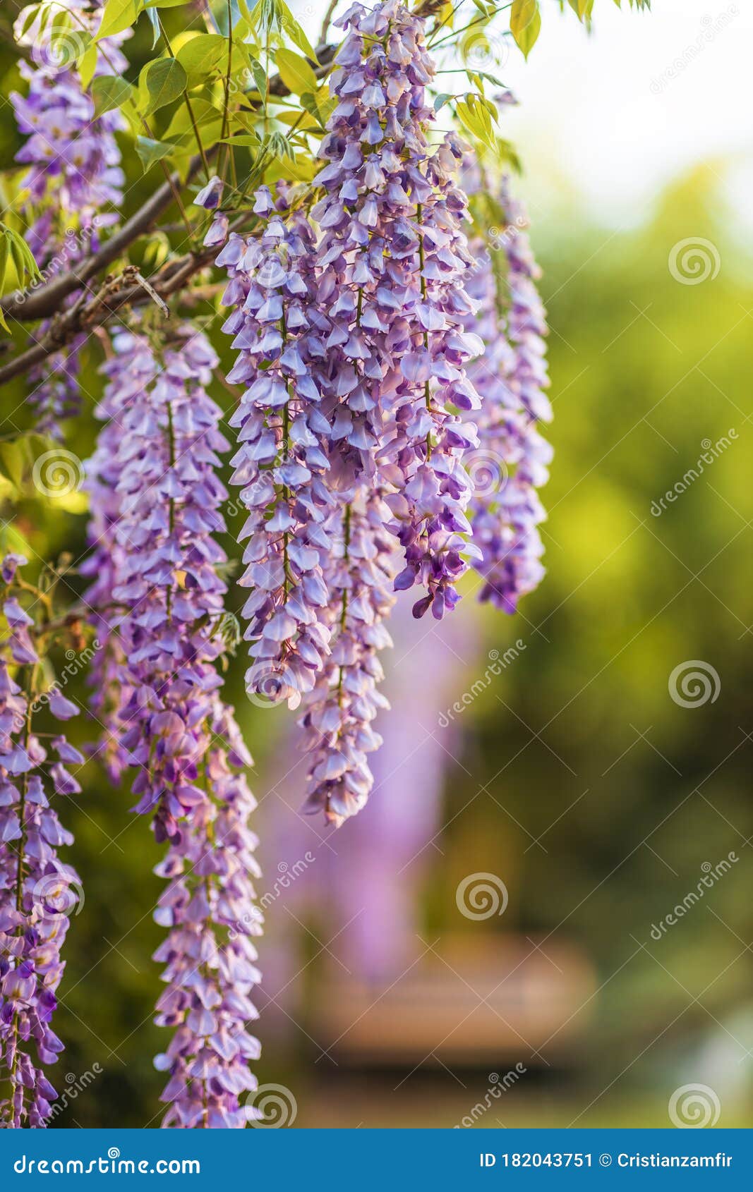 Purple wisteria flowers stock image. Image of ukraine 182043751